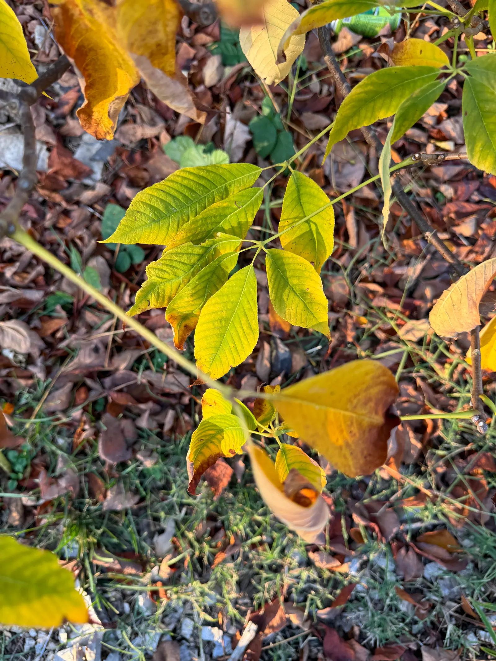 Bottlebrush Buckeye (Aesculus Parviflora) — shrub for full; consider its mature size and make allowances for adequate space to accommodate its, image 93