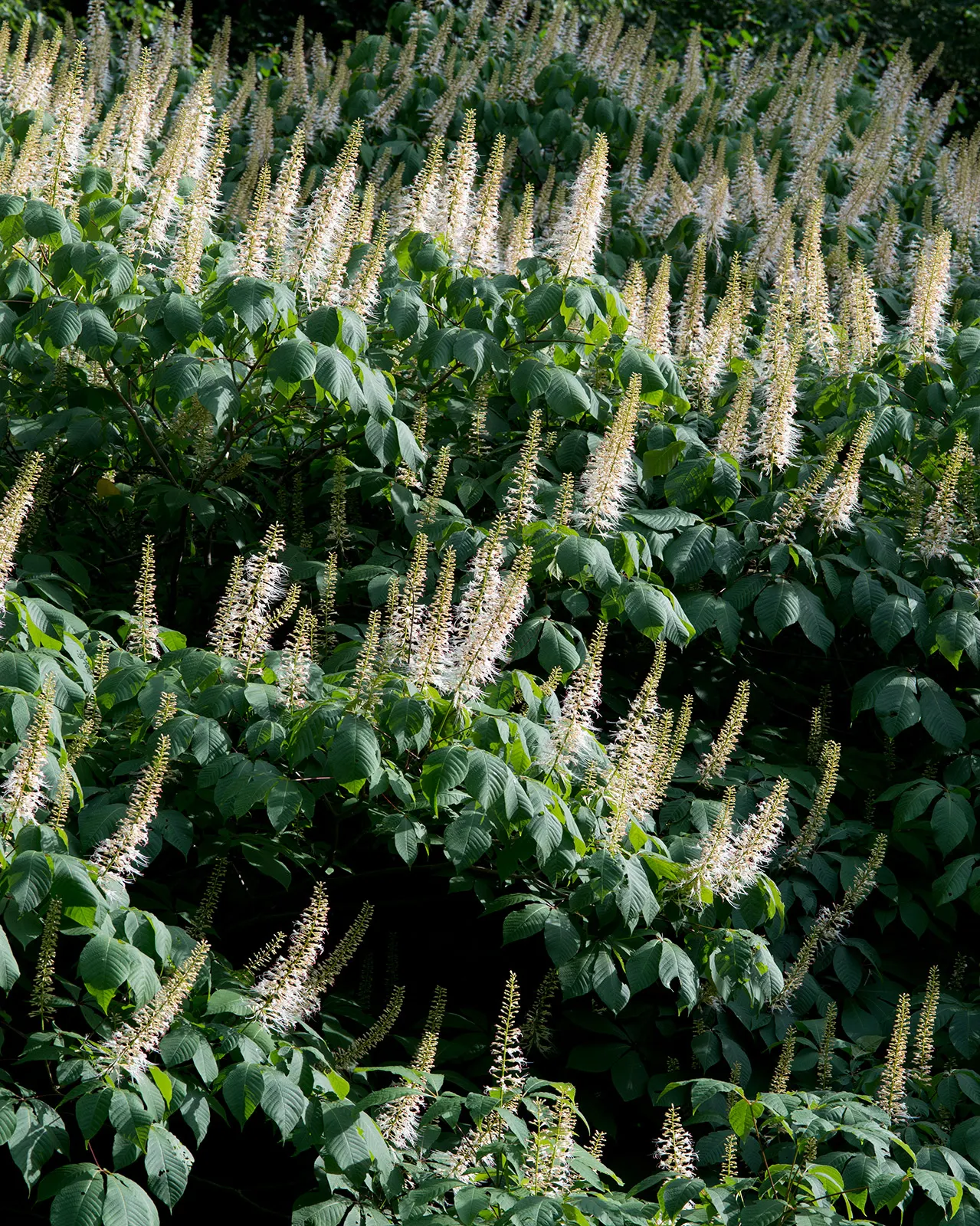 Bottlebrush Buckeye (Aesculus Parviflora) — Ideal as a specimen tree for large spaces