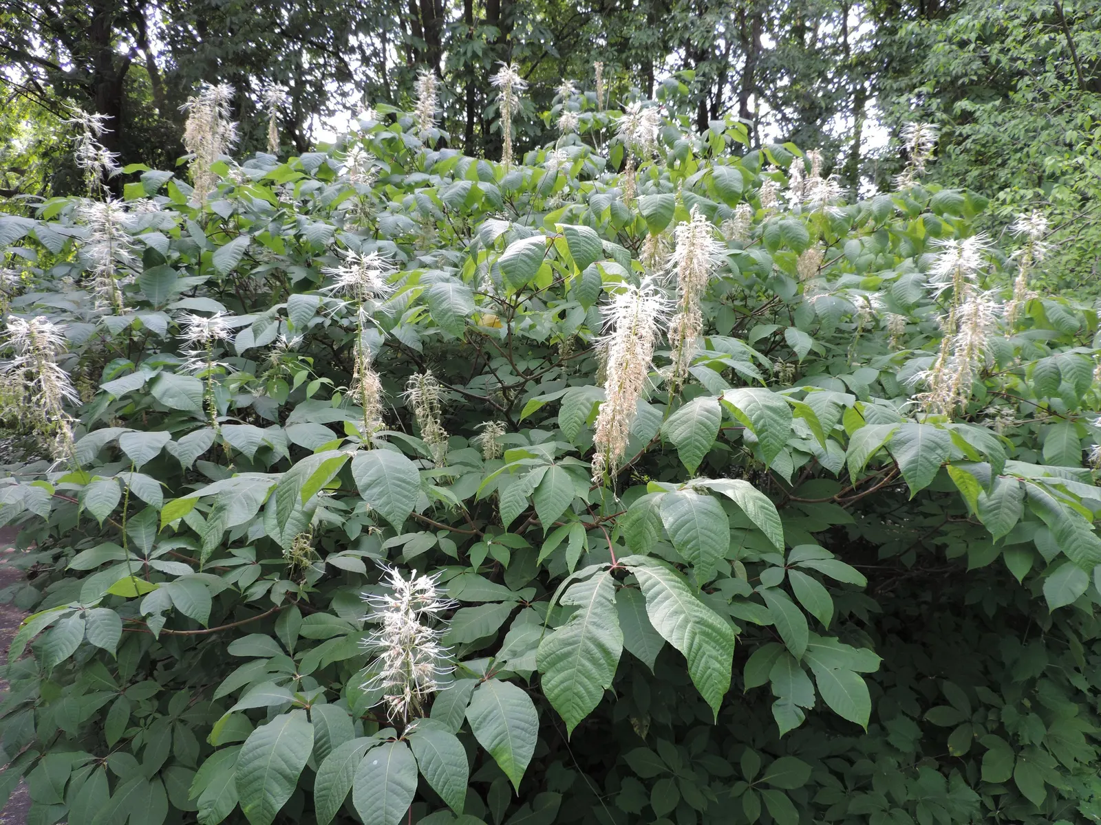 Bottlebrush Buckeye (Aesculus Parviflora) — this foliage provides a visual treat by turning a rich; making it an excellent choice for accentuating, image 77