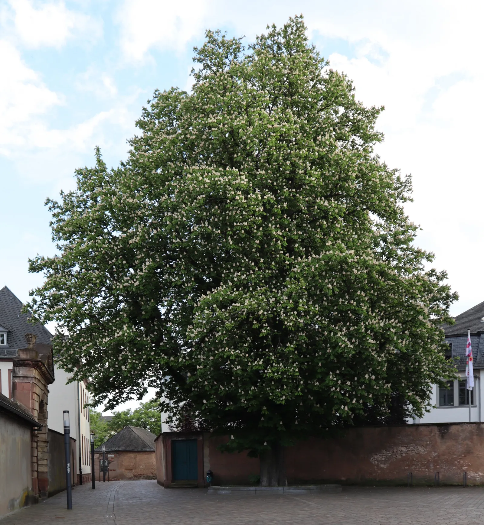 Bottlebrush Buckeye (Aesculus Parviflora) — It typically attains a height of around 50 to 75 feet with a similar spread at maturity; prefers deep, fertile soil