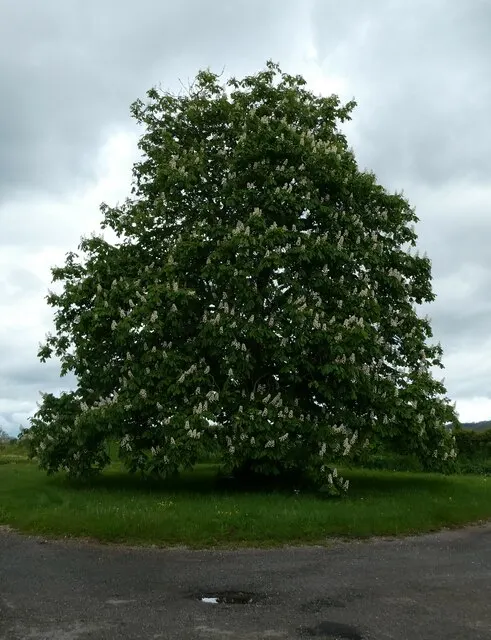 Bottlebrush Buckeye (Aesculus Parviflora) — the Horsechestnut prefers well-drained loams and full sun to partial shade exposure; the Horsechestnut, image 87