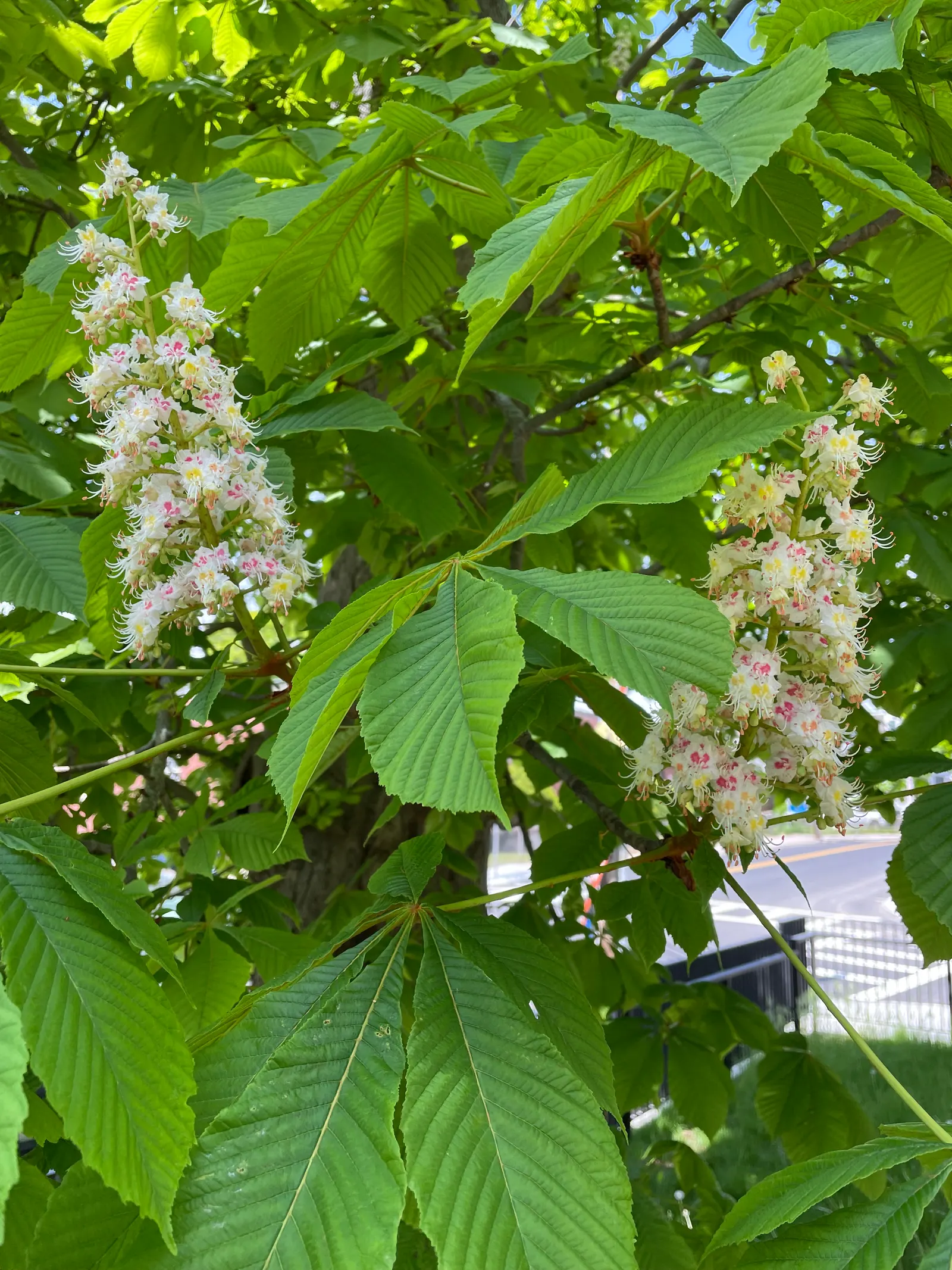 Bottlebrush Buckeye (Aesculus Parviflora) — rise prominently above the foliage
