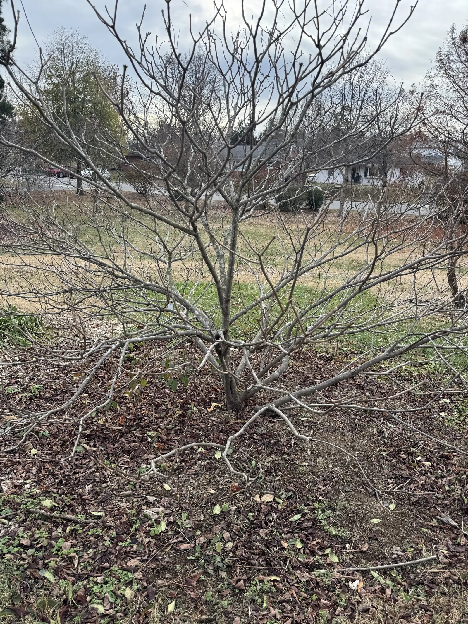 Bottlebrush Buckeye (Aesculus Parviflora) — Large, palmate leaves turn yellow-brown in fall; the Horsechestnut prefers well-drained loams and full sun to