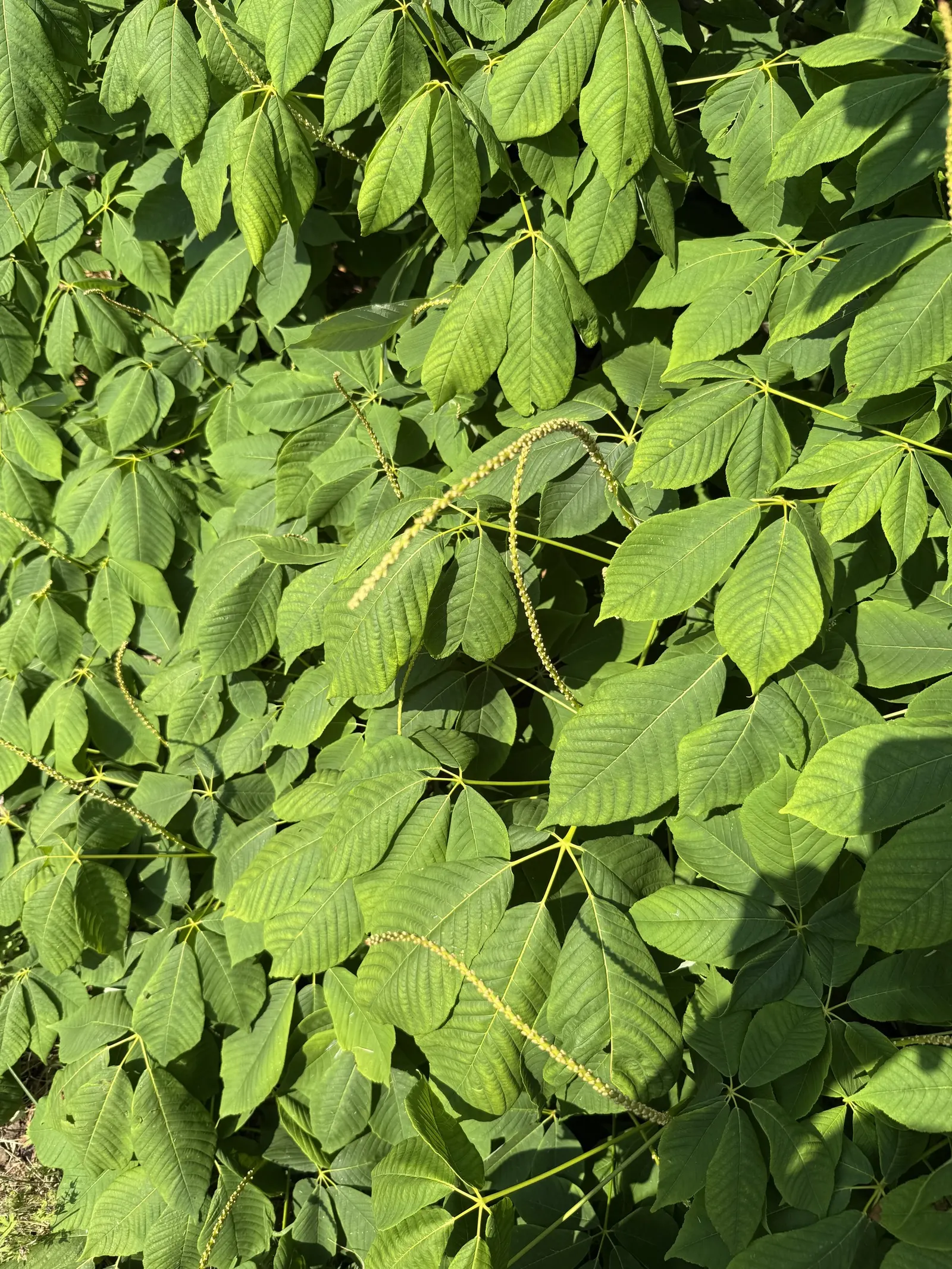 Bottlebrush Buckeye (Aesculus Parviflora) — brown seeds commonly termed "conkers." While these nuts are toxic if ingested; recognized for its showy, image 85