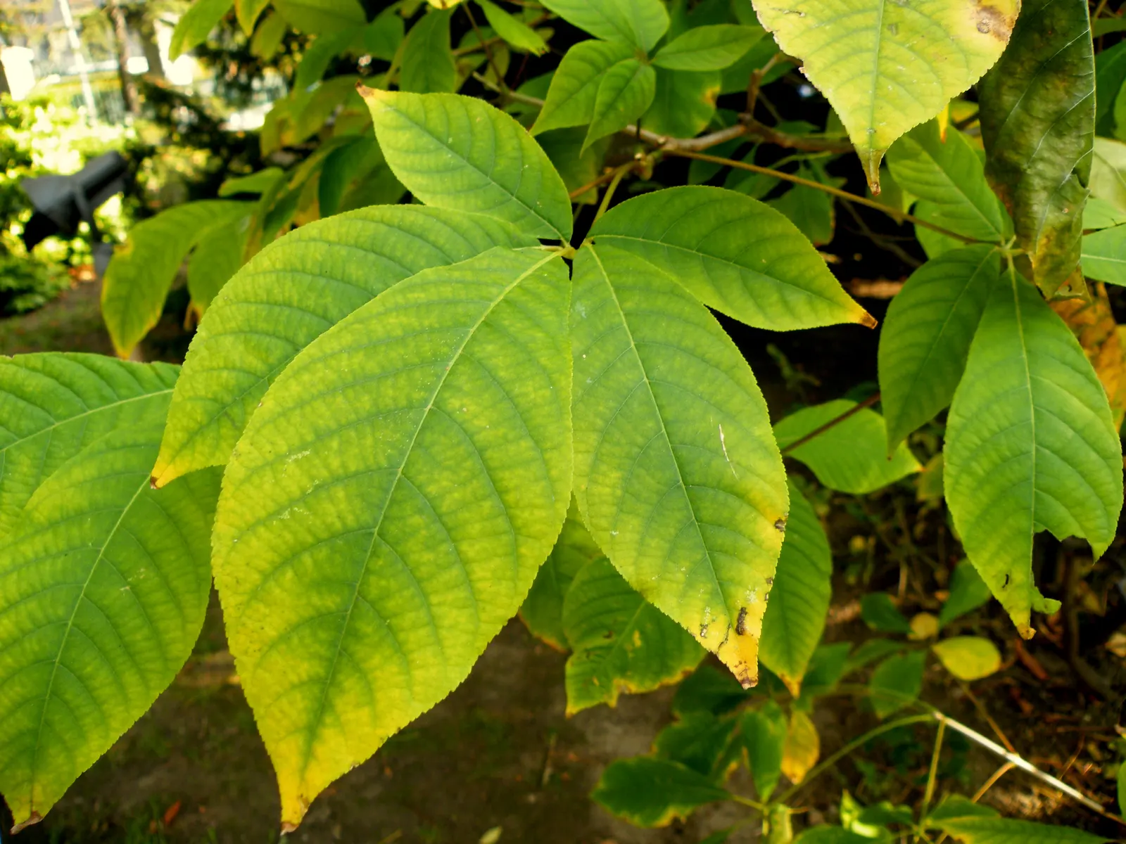 Bottlebrush Buckeye (Aesculus Parviflora) — they add to the tree\'s interest in the landscape.<br><br>Adaptable to a wide range of soil conditions