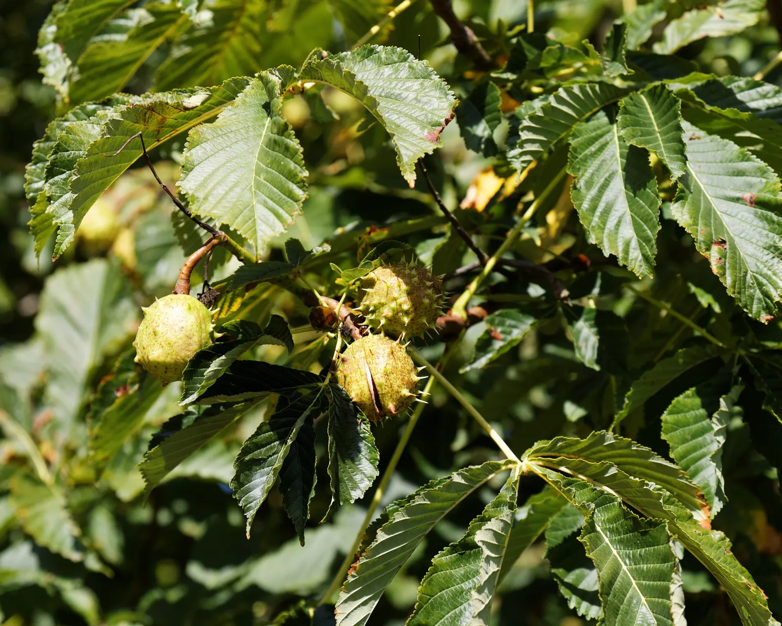 Bottlebrush Buckeye (Aesculus Parviflora) — Large, palmate leaves turn yellow-brown in fall