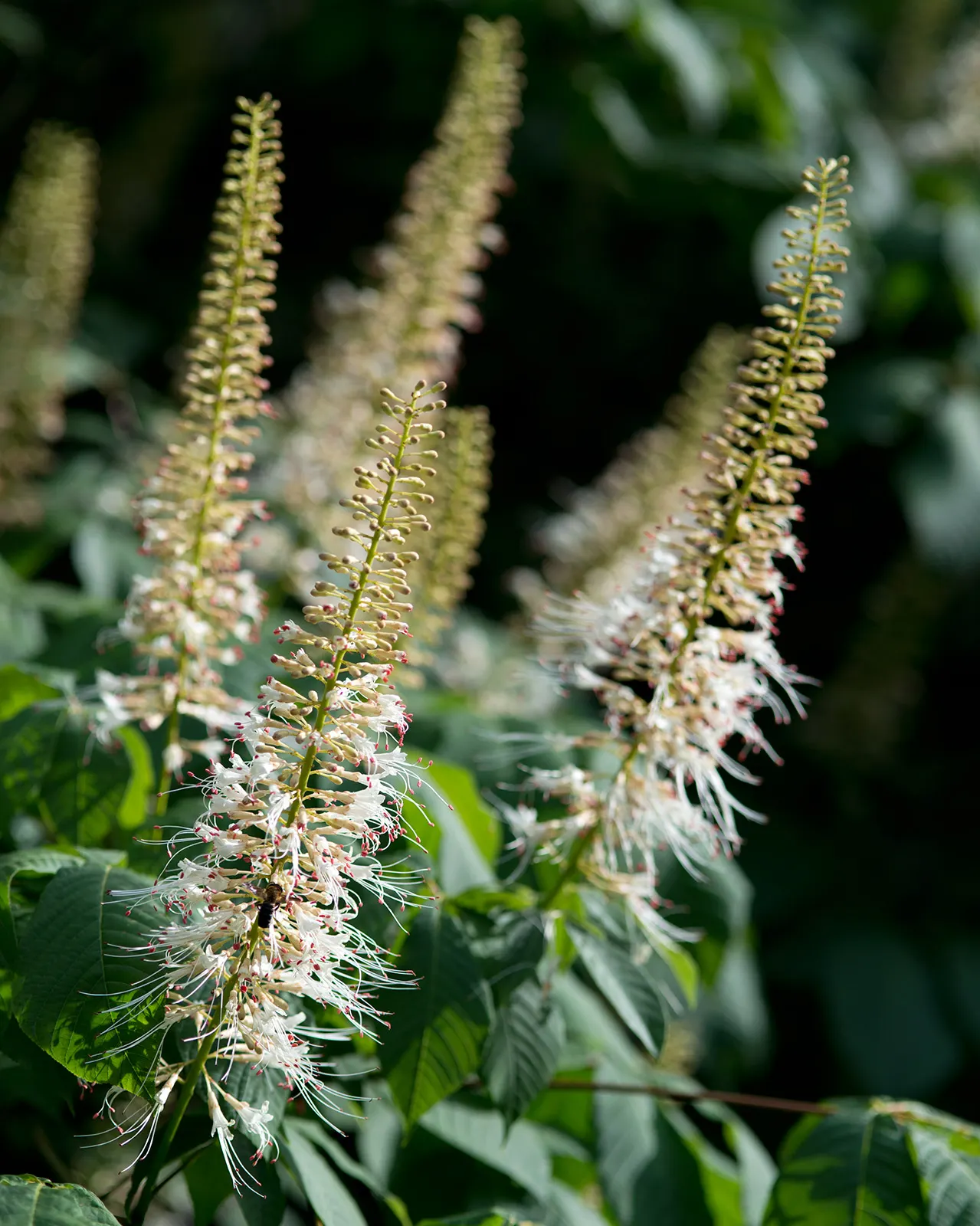 Bottlebrush Buckeye (Aesculus Parviflora) — shrub with white blooms; reaching lengths of up to 12 inches