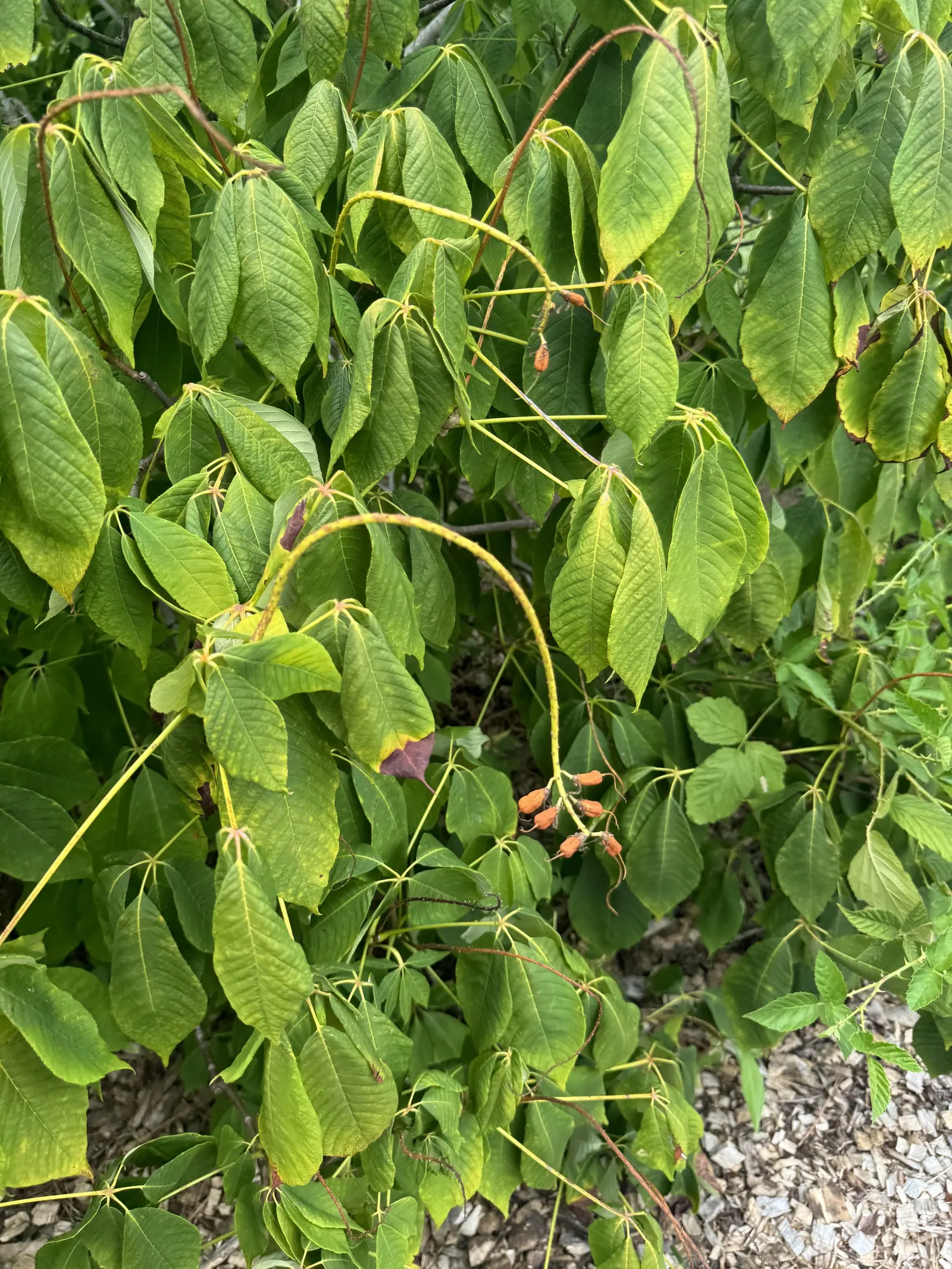 Bottlebrush Buckeye (Aesculus Parviflora) — shrub with white blooms