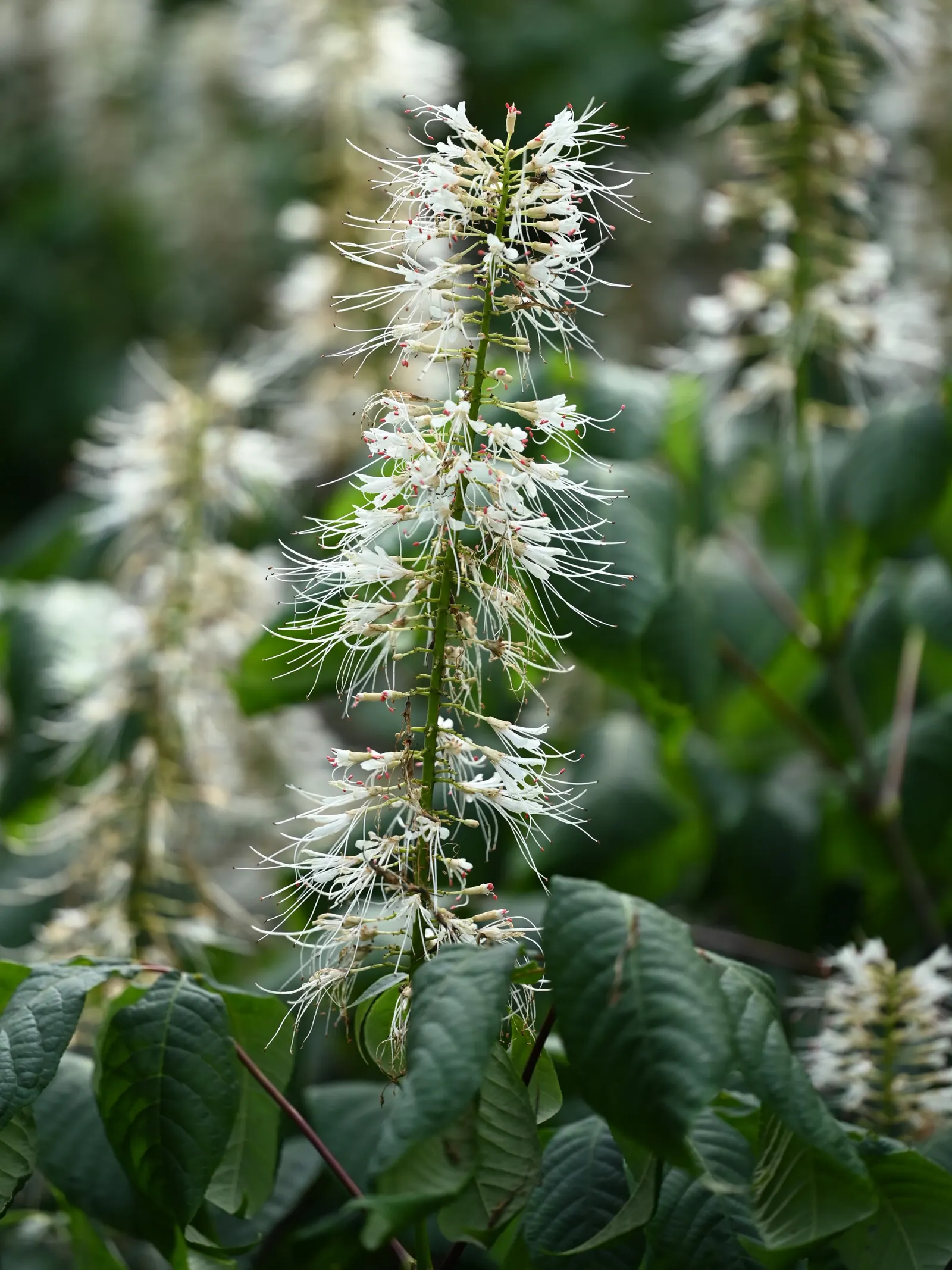 Bottlebrush Buckeye (Aesculus Parviflora) — Ideal as a specimen tree for large spaces; this foliage provides a visual treat by turning a rich