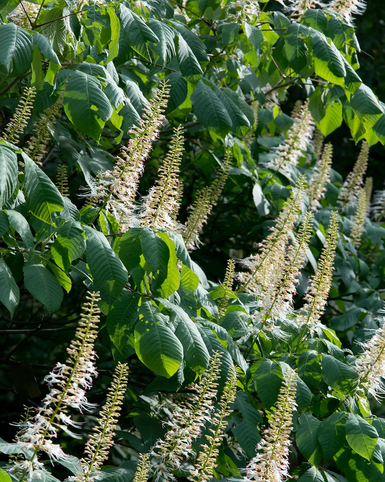 Bottlebrush Buckeye (Aesculus Parviflora) — adorned with subtle splashes of red or yellow; offers dense shade and produces spiny fruits