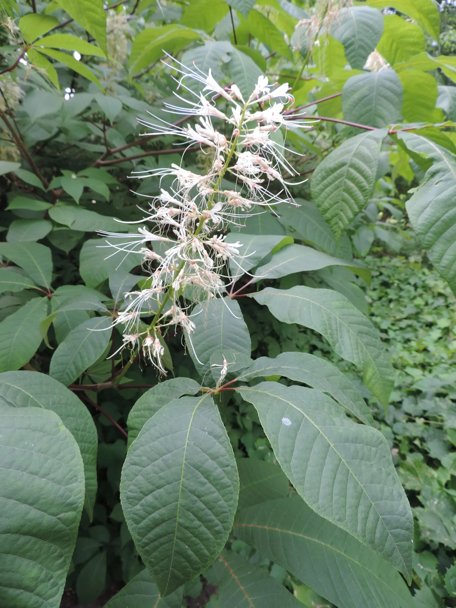 Bottlebrush Buckeye (Aesculus Parviflora) — the Horsechestnut commands attention with its splendid floral display