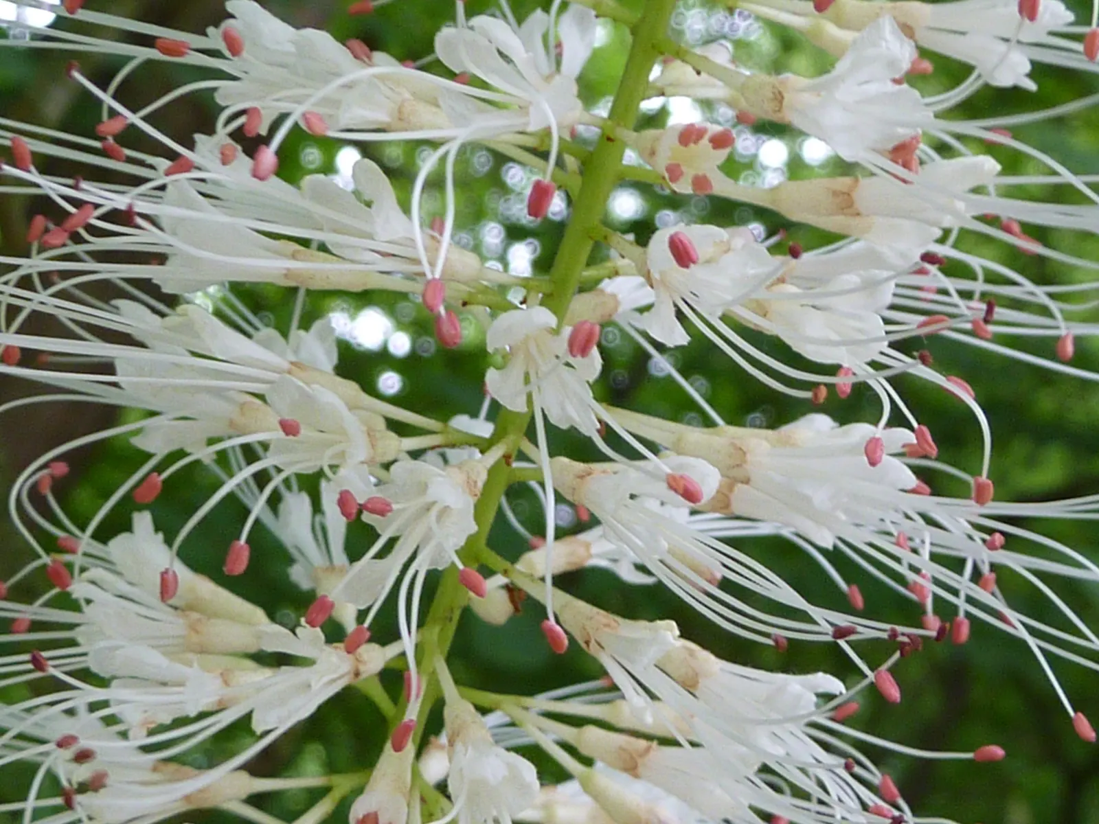 Bottlebrush Buckeye (Aesculus Parviflora) — Ideal as a specimen tree for large spaces; this foliage provides a visual treat by turning a rich, image 100