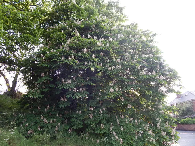 Bottlebrush Buckeye (Aesculus Parviflora) — yellow-brown hue.<br><br>During late spring to early summer, image 47