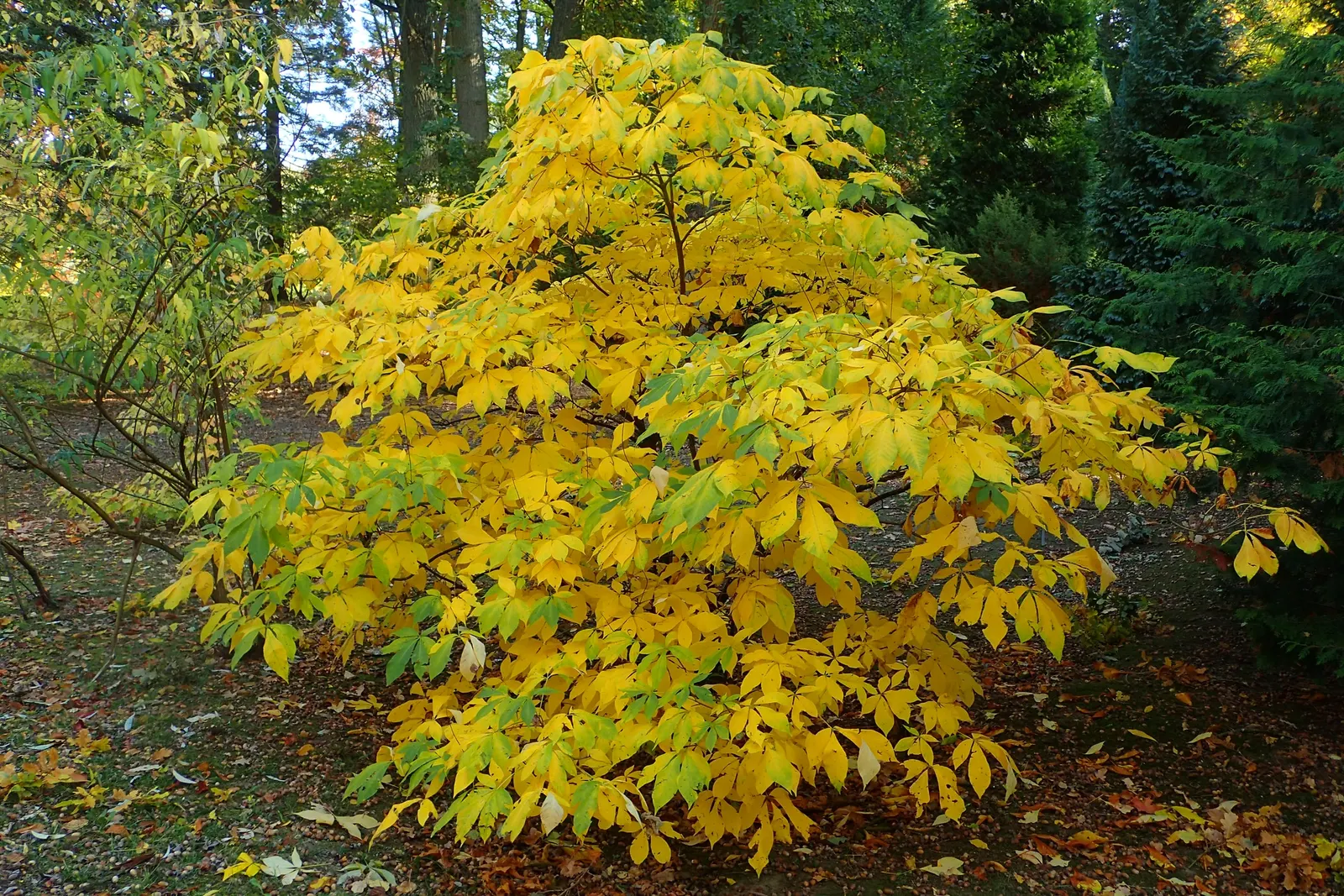 Bottlebrush Buckeye (Aesculus Parviflora) — The Common Horsechestnut (Aesculus hippocastanum) is a stately deciduous tree; large, palmate leaves, image 94