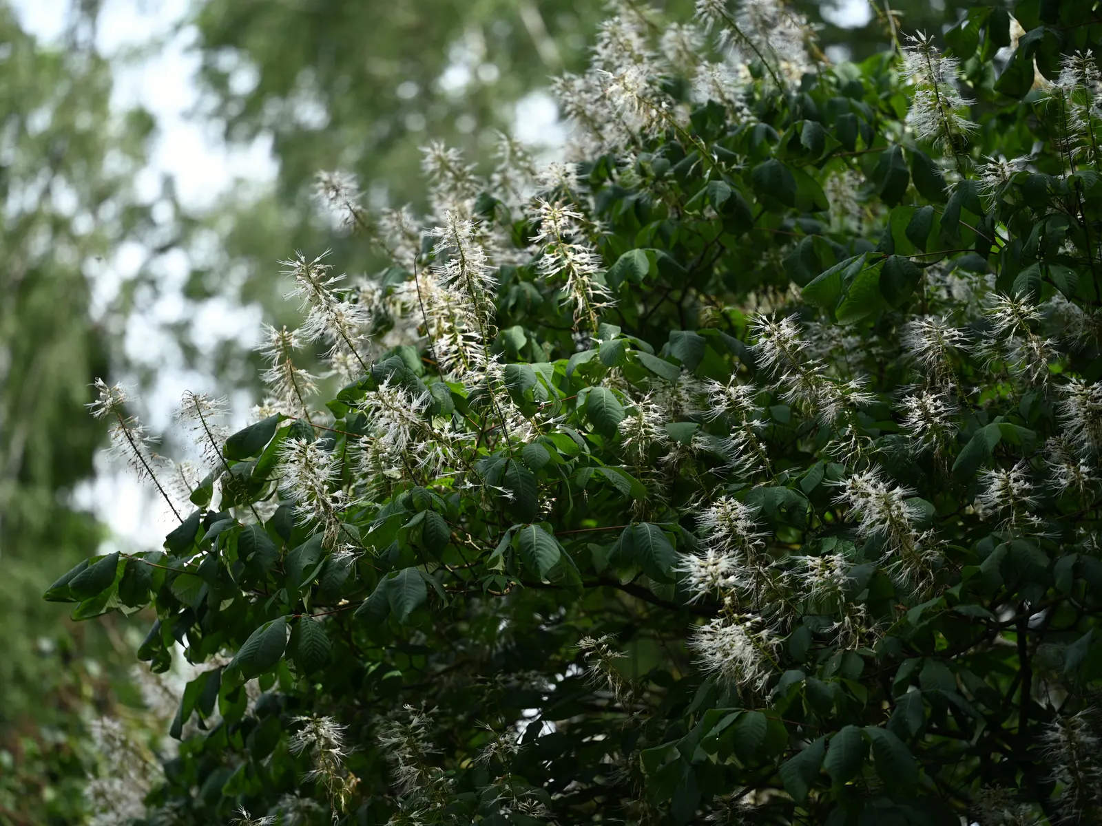 Bottlebrush Buckeye (Aesculus Parviflora) — When designing with this species