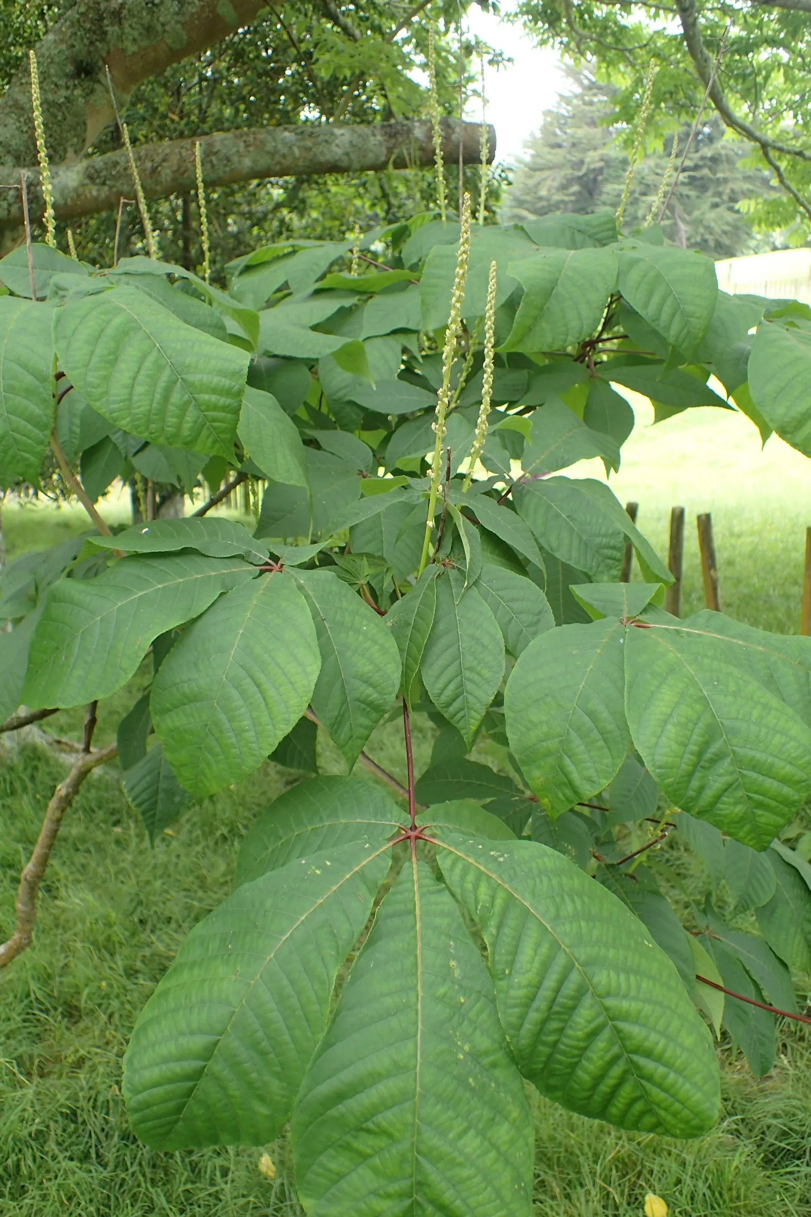 Bottlebrush Buckeye (Aesculus Parviflora) — they add to the tree\'s interest in the landscape.<br><br>Adaptable to a wide range of soil conditions, image 86