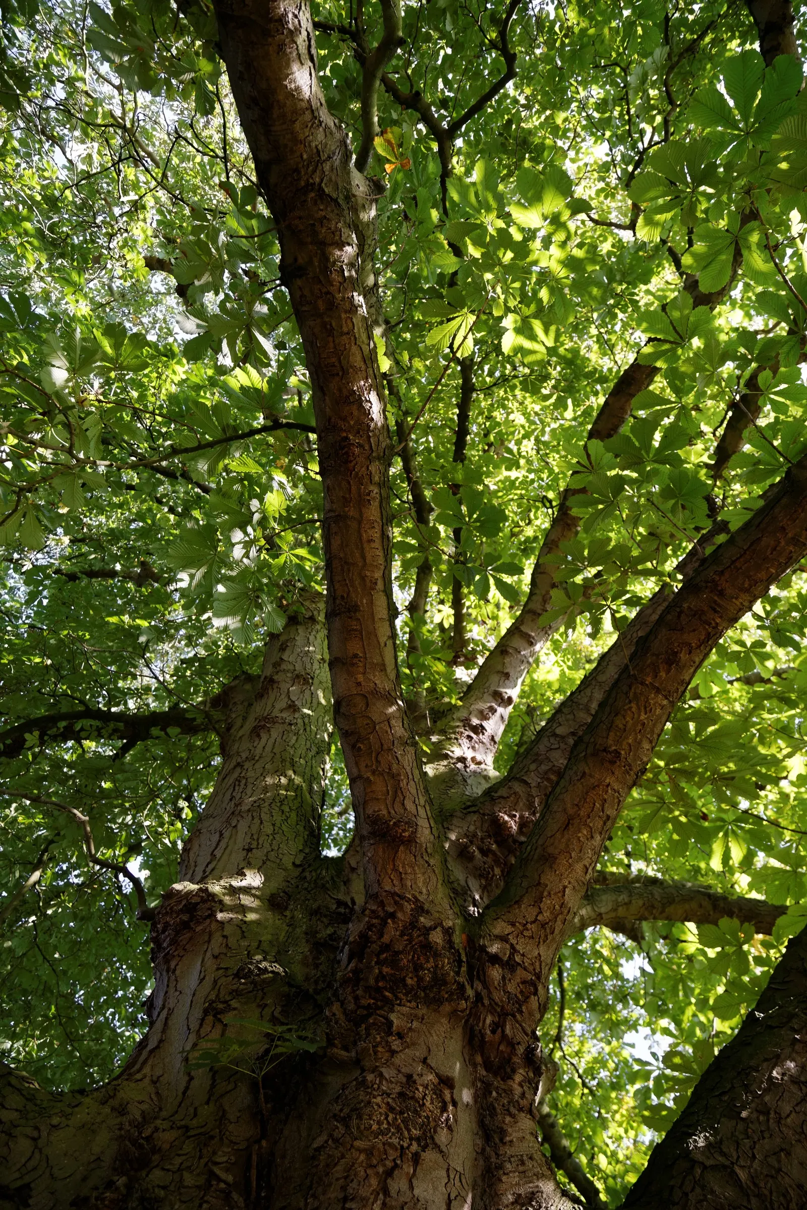 Bottlebrush Buckeye (Aesculus Parviflora) — yellow-brown hue.<br><br>During late spring to early summer