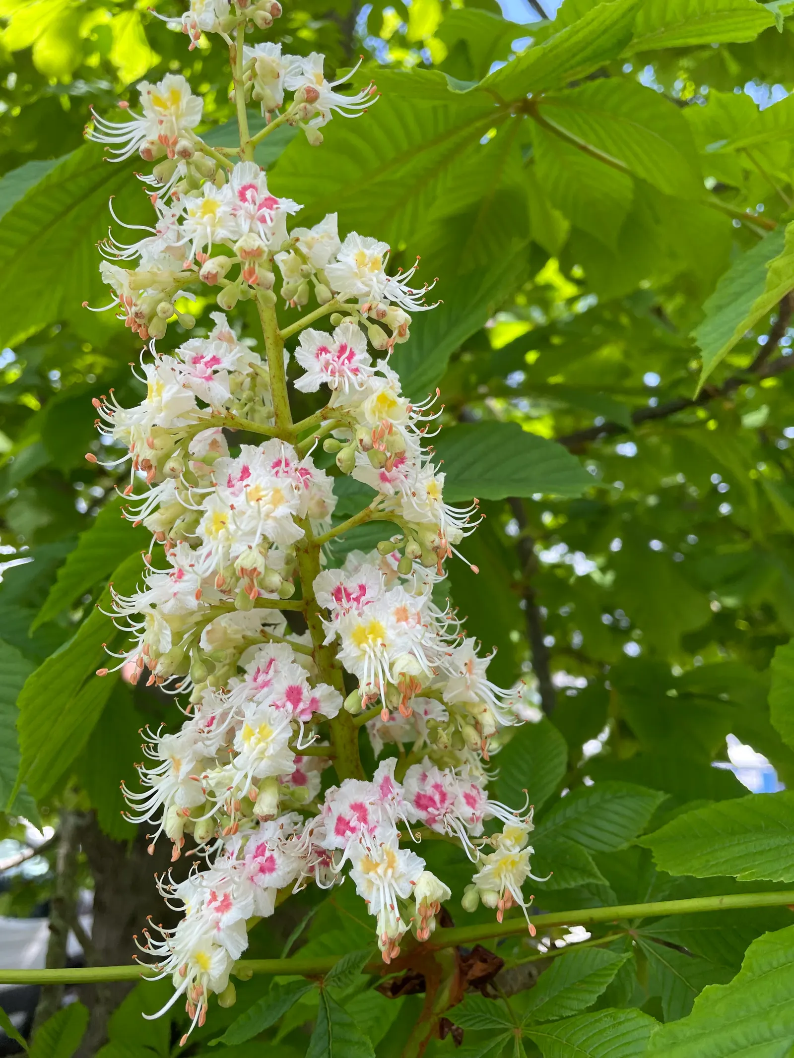 Bottlebrush Buckeye (Aesculus Parviflora) — this foliage provides a visual treat by turning a rich