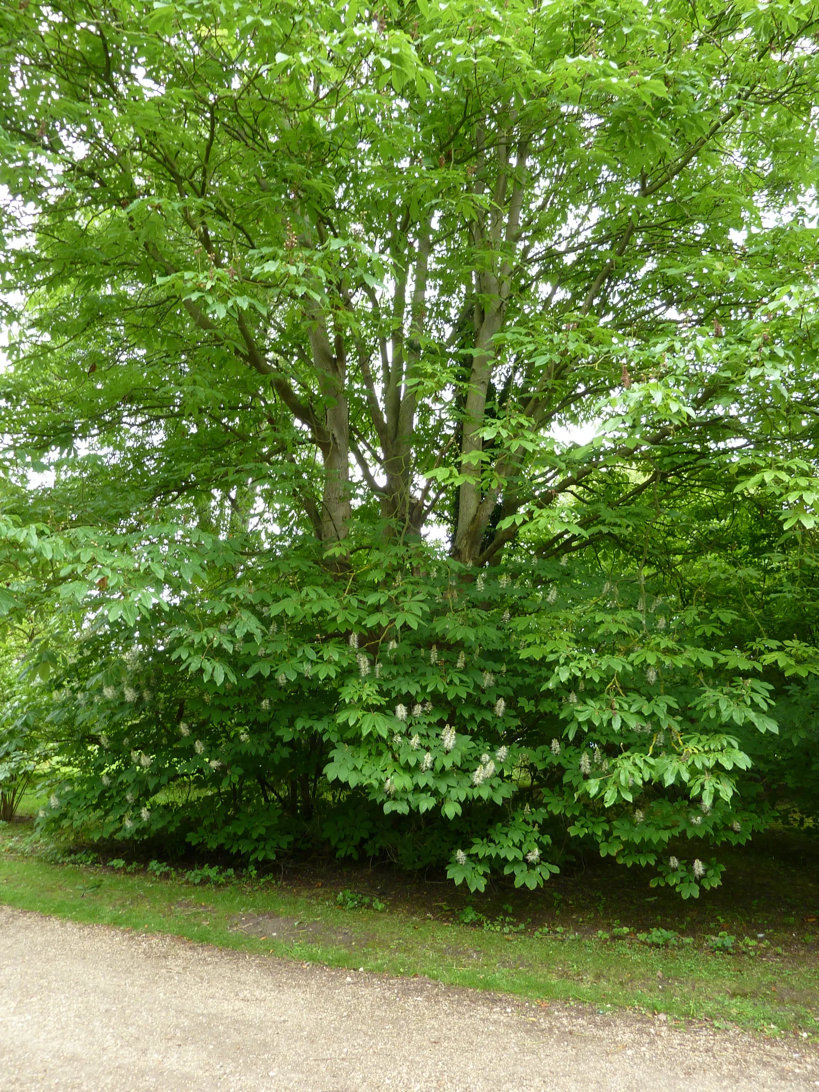 Bottlebrush Buckeye (Aesculus Parviflora) — Erect panicles of white flowers