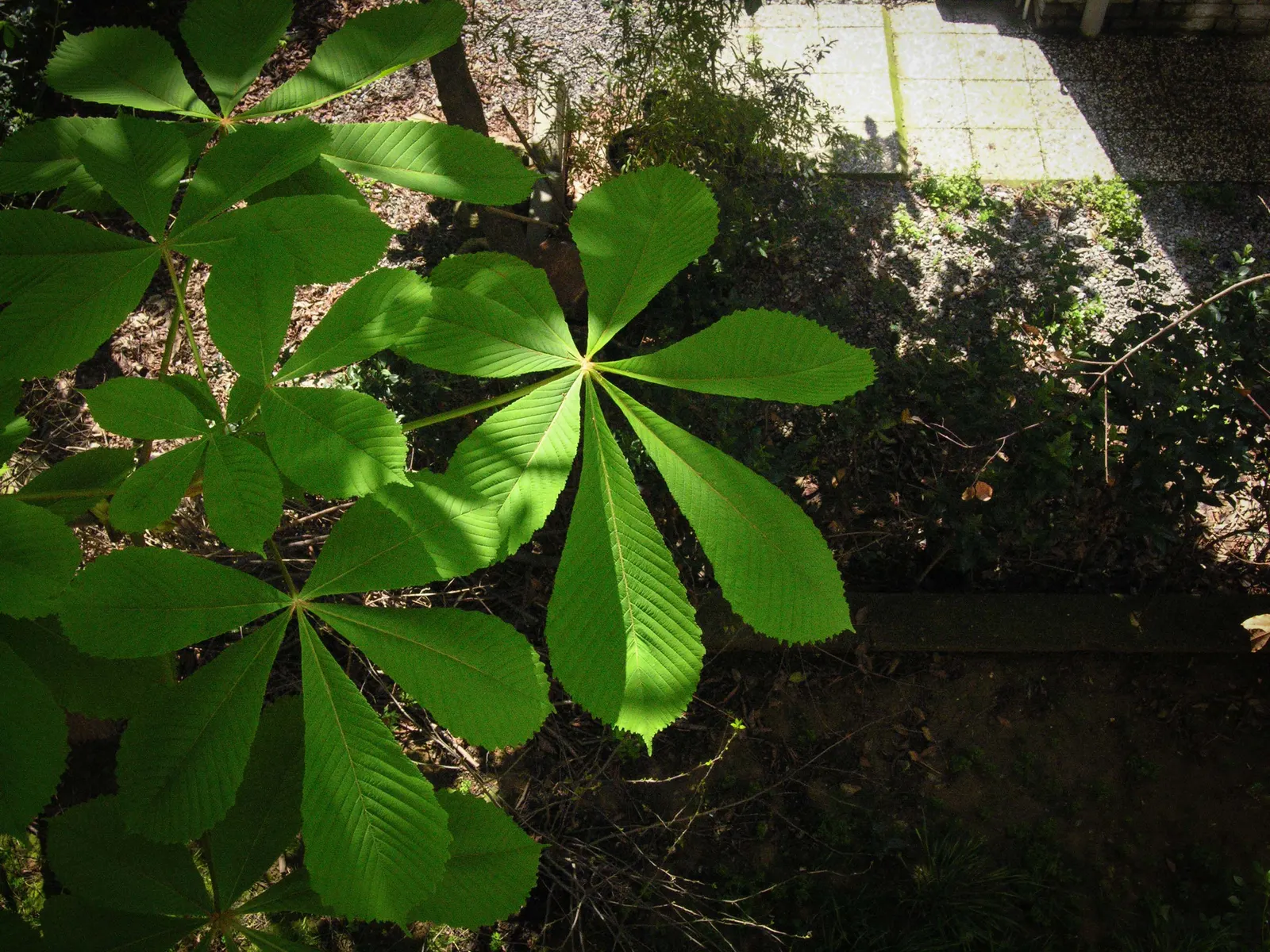 Bottlebrush Buckeye (Aesculus Parviflora) — consider its mature size and make allowances for adequate space to accommodate its impressive growth, image 90