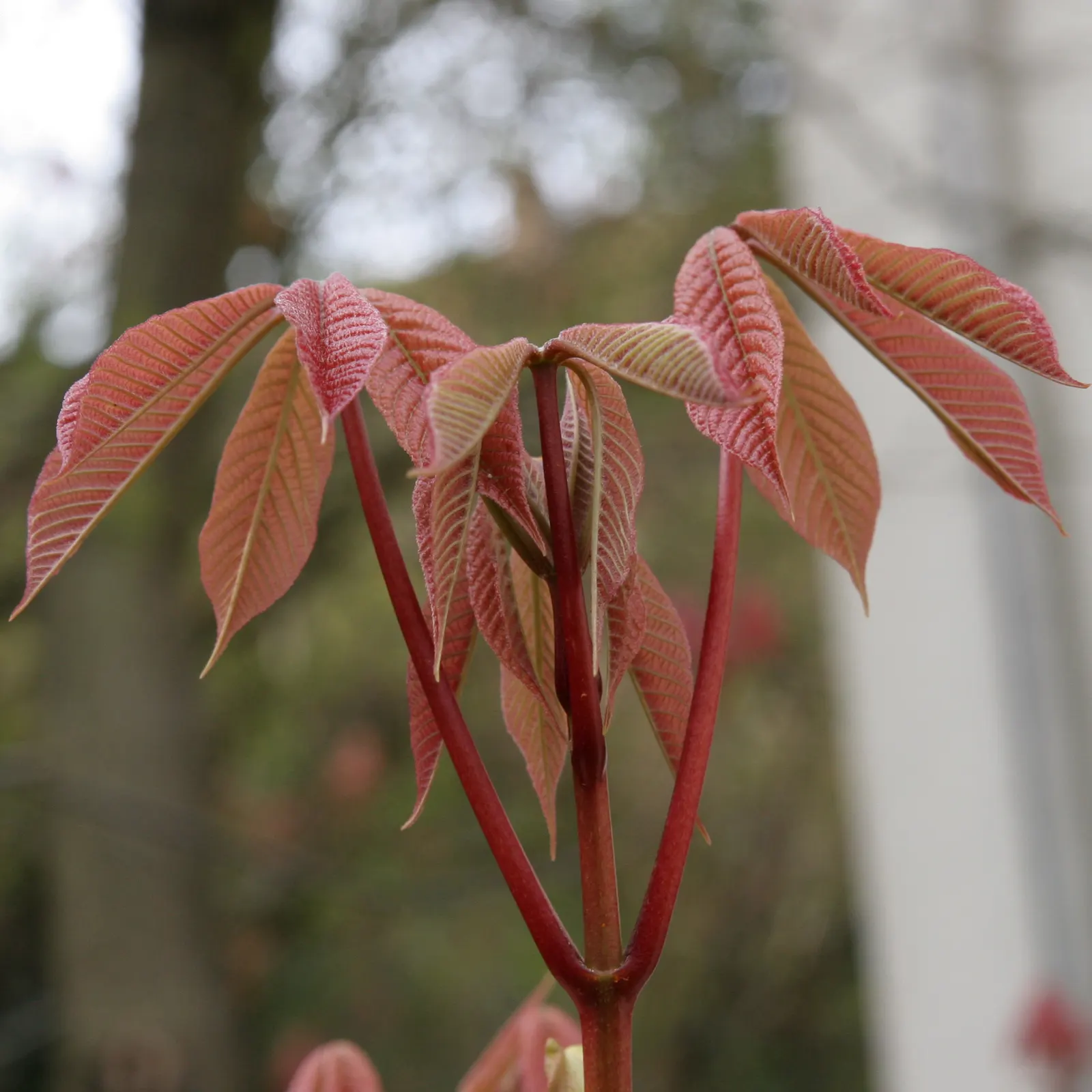 Bottlebrush Buckeye (Aesculus Parviflora) — Recognized for its showy, pyramid-shaped clusters of white flowers with red spots, it blooms in late, image 65