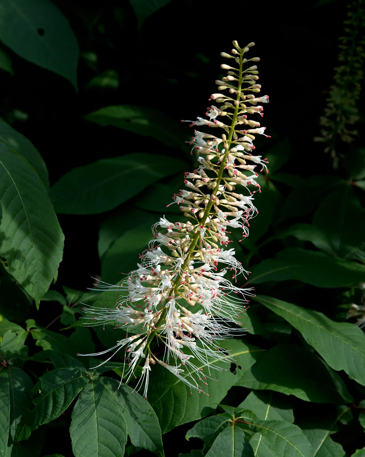 Bottlebrush Buckeye (Aesculus Parviflora) — brown seeds commonly termed "conkers." While these nuts are toxic if ingested; recognized for its showy