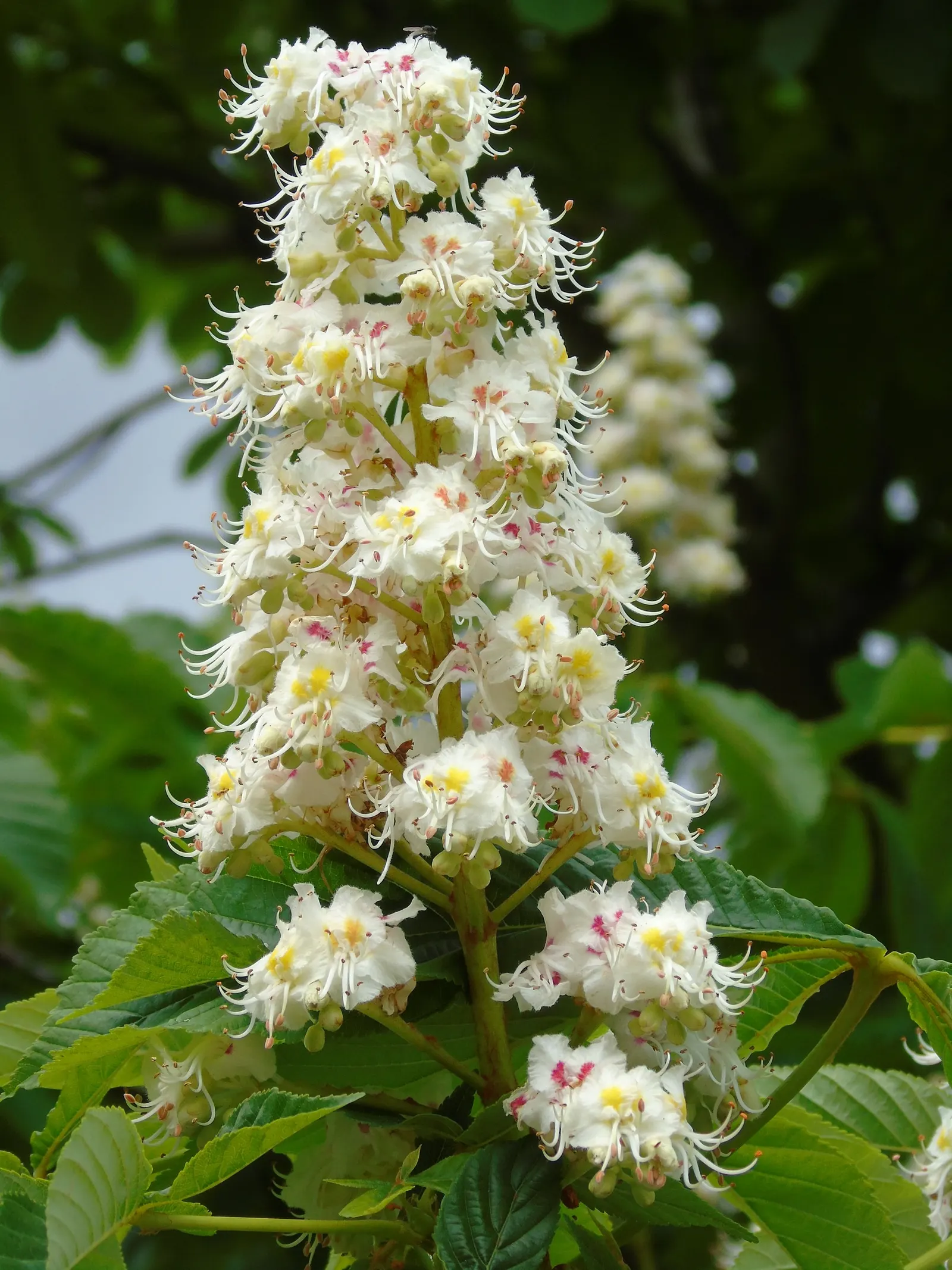 Bottlebrush Buckeye (Aesculus Parviflora) — growing to 50-75 feet tall with a similar spread; demonstrating a commanding, image 95