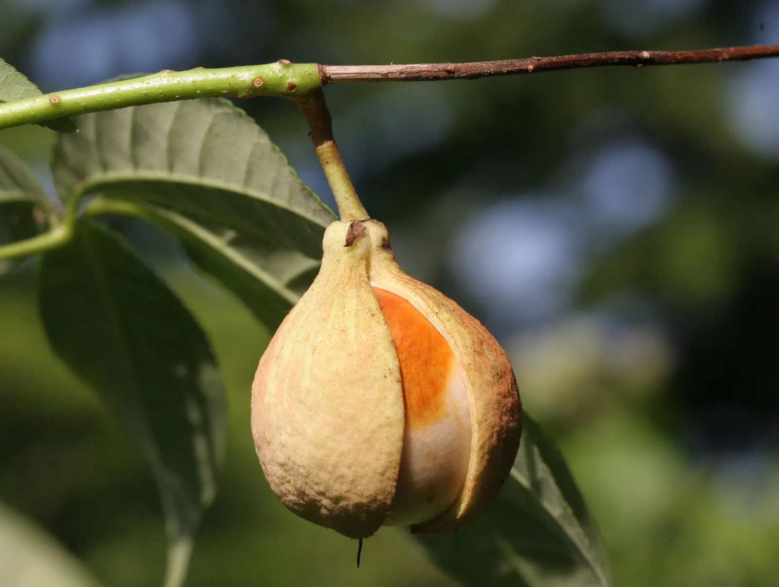 Bottlebrush Buckeye (Aesculus Parviflora) — Zones 3-8, with moderate growth rate