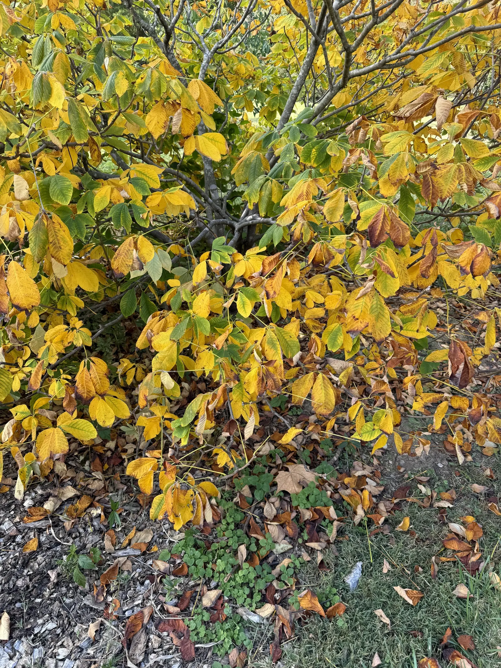 Bottlebrush Buckeye (Aesculus Parviflora) — growing to 50-75 feet tall with a similar spread; demonstrating a commanding, image 64