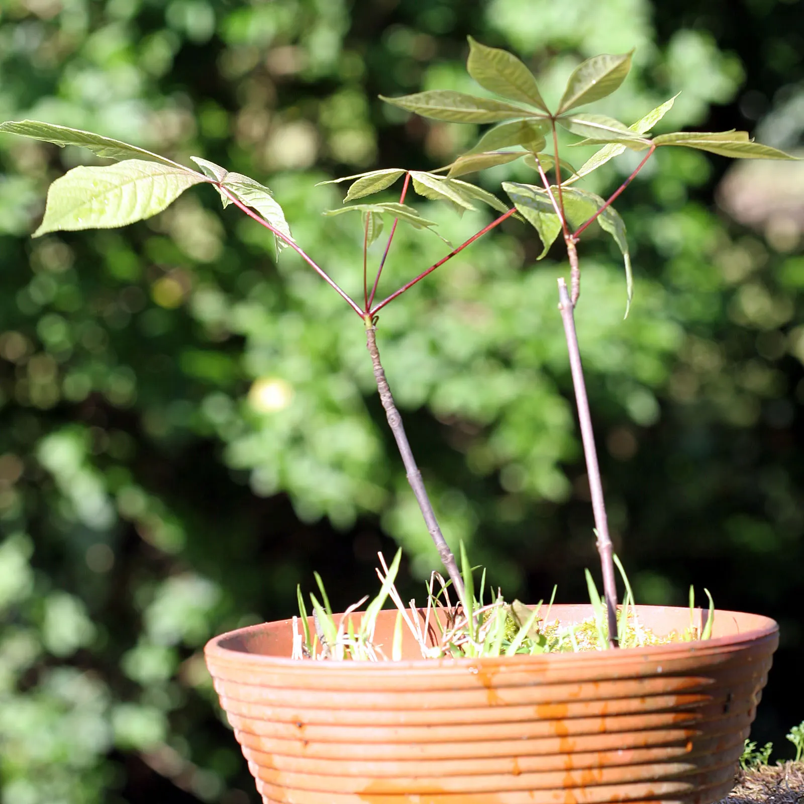 Bottlebrush Buckeye (Aesculus Parviflora) — this foliage provides a visual treat by turning a rich; making it an excellent choice for accentuating the design