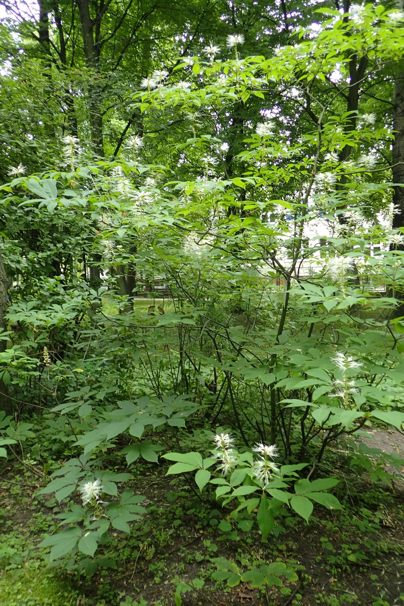 Bottlebrush Buckeye (Aesculus Parviflora) — reaching lengths of up to 12 inches; rise prominently above the foliage, image 83