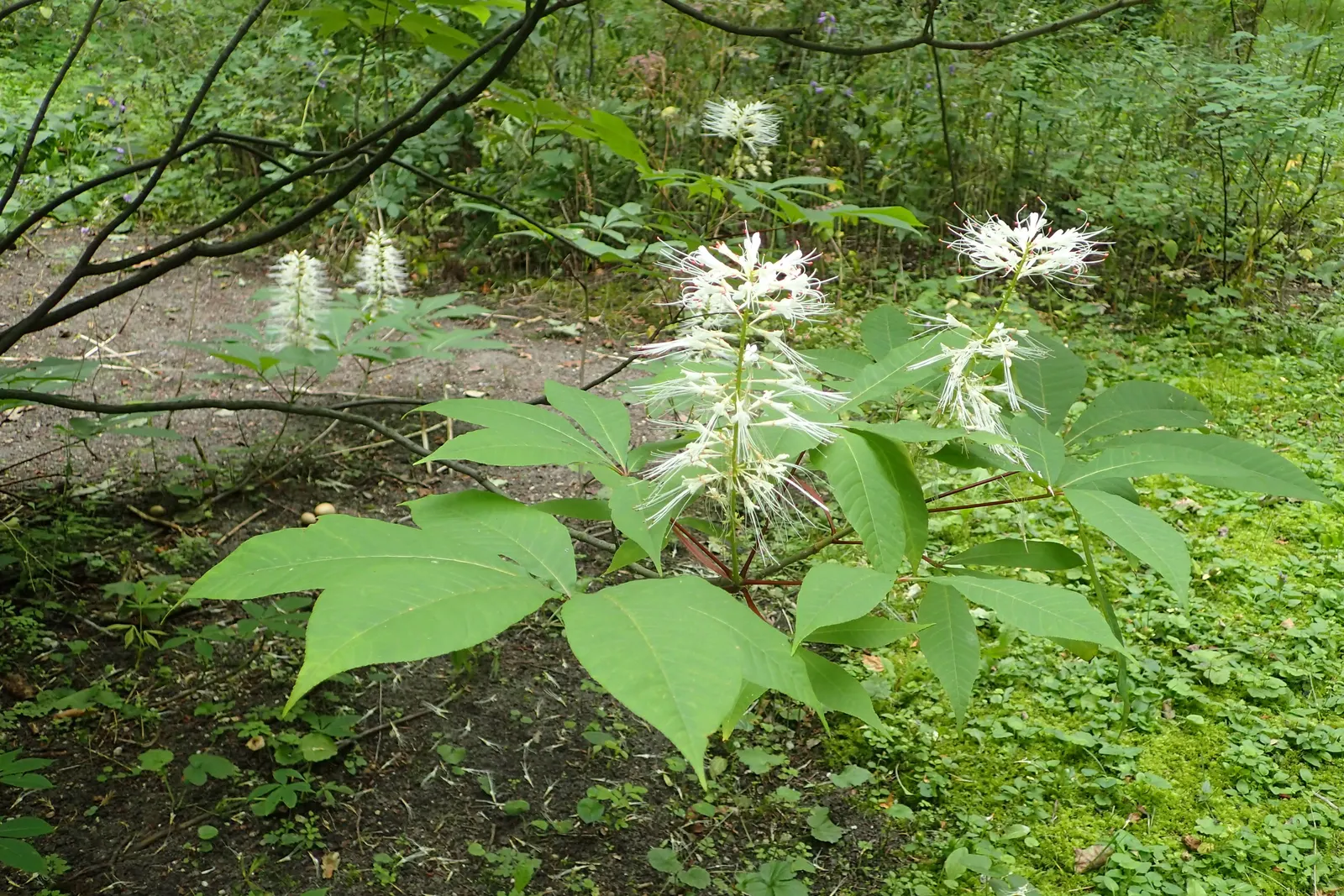 Bottlebrush Buckeye (Aesculus Parviflora) — Erect panicles of white flowers; shrub with white blooms
