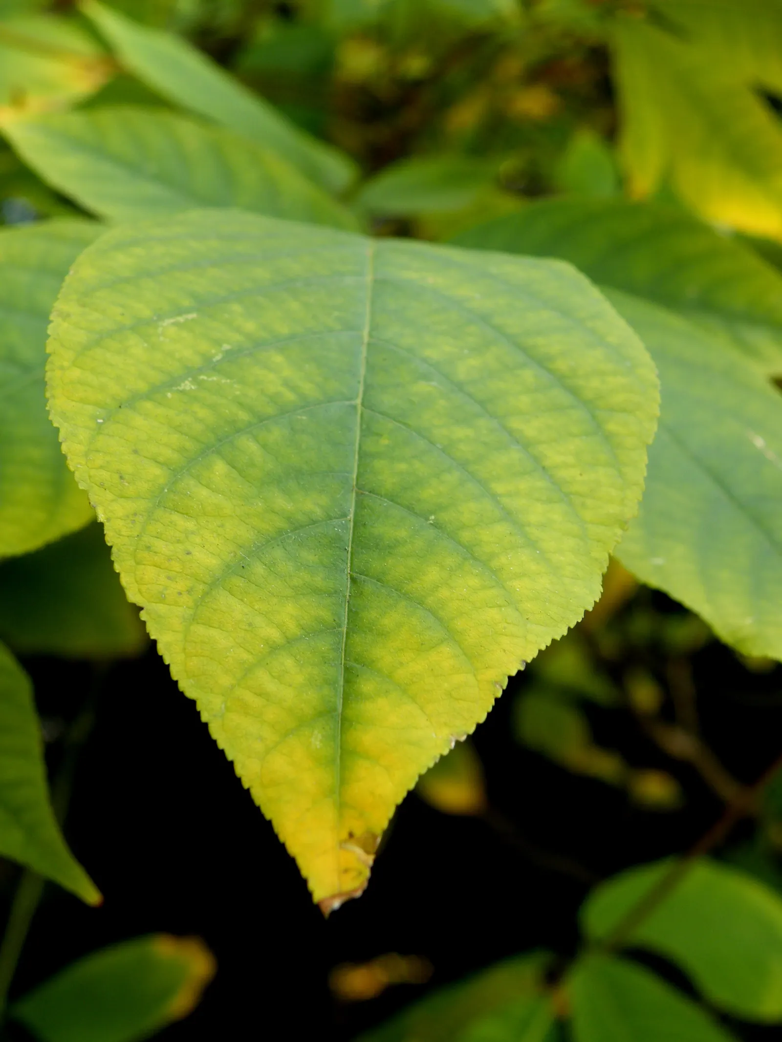 Bottlebrush Buckeye (Aesculus Parviflora) — Large, palmate leaves turn yellow-brown in fall; the Horsechestnut prefers well-drained loams and full, image 66