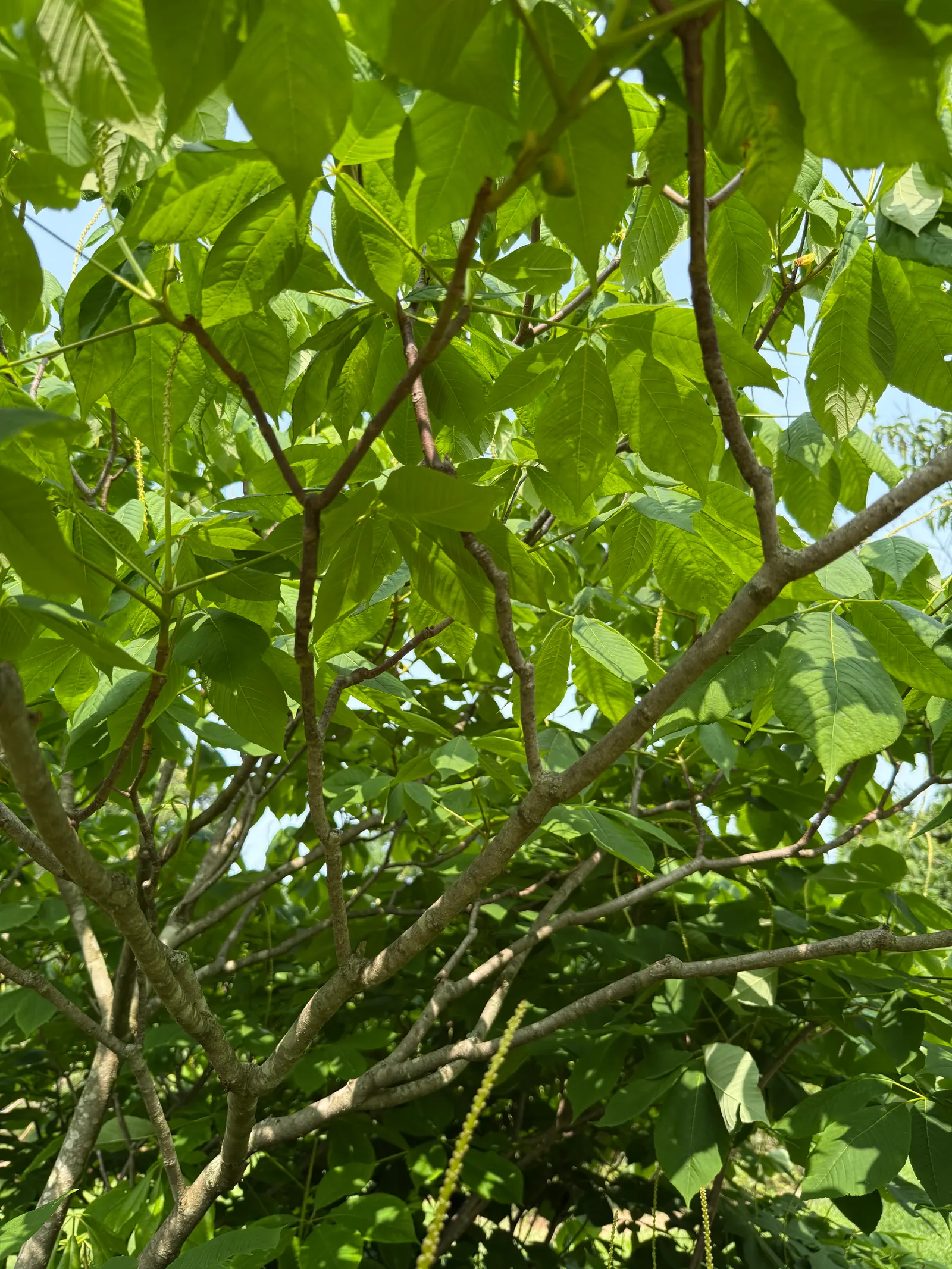 Bottlebrush Buckeye (Aesculus Parviflora) — growing to 50-75 feet tall with a similar spread