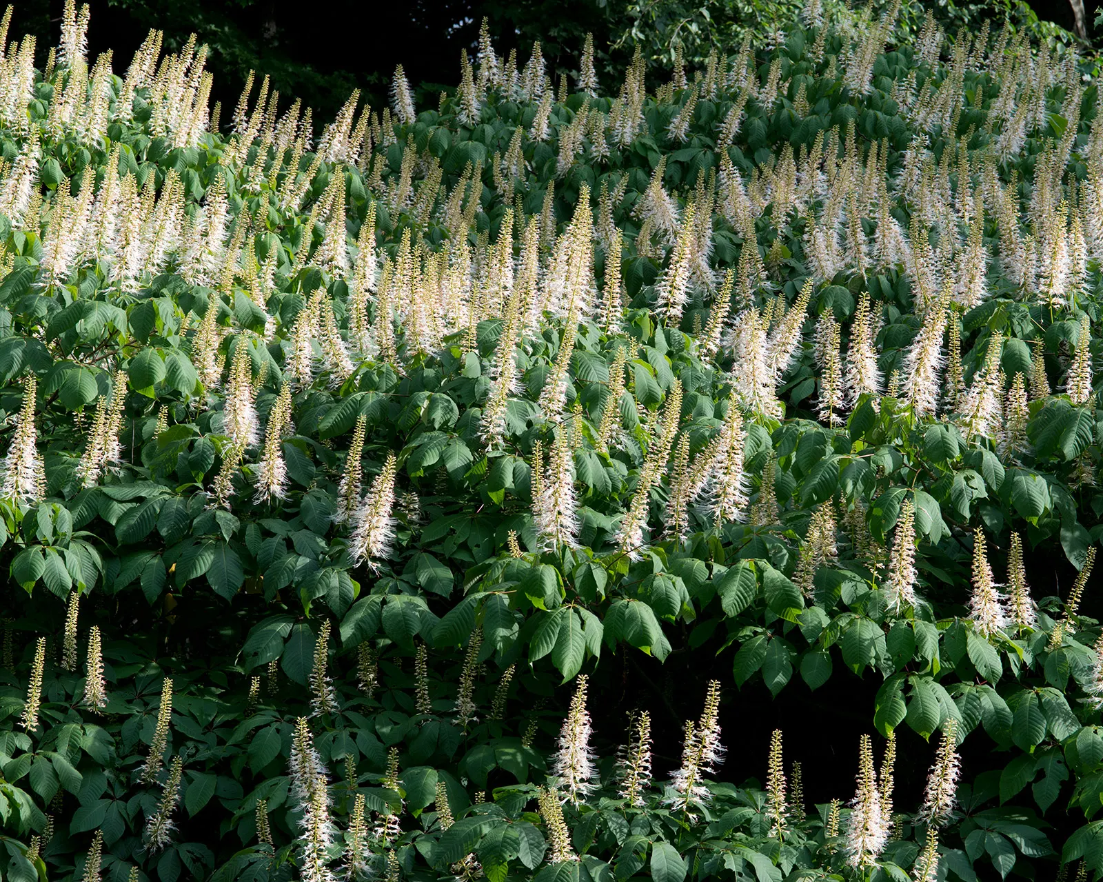 Bottlebrush Buckeye (Aesculus Parviflora) — It tolerates urban pollution fairly well, making it a resilient choice for cityscapes as well; they add to the