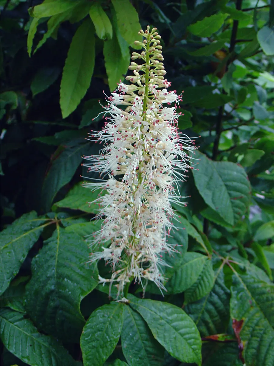 Bottlebrush Buckeye (Aesculus Parviflora) — demonstrating a commanding; broad and rounded crown.<br><br>The tree is renowned for its striking foliage