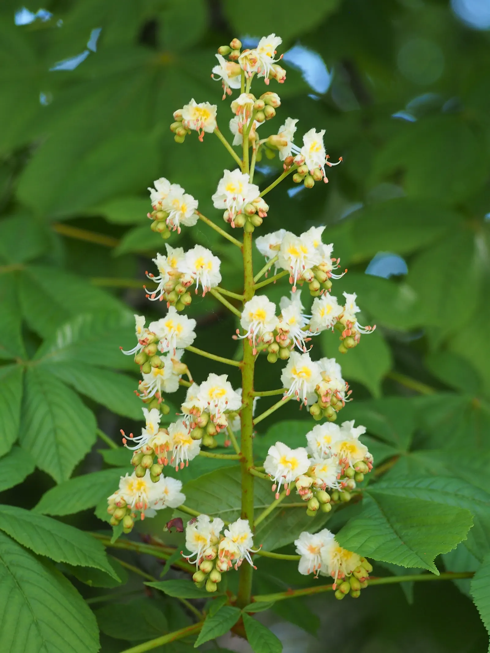 Bottlebrush Buckeye (Aesculus Parviflora) — Offers dense shade and produces spiny fruits; zones 3-8, with moderate growth rate