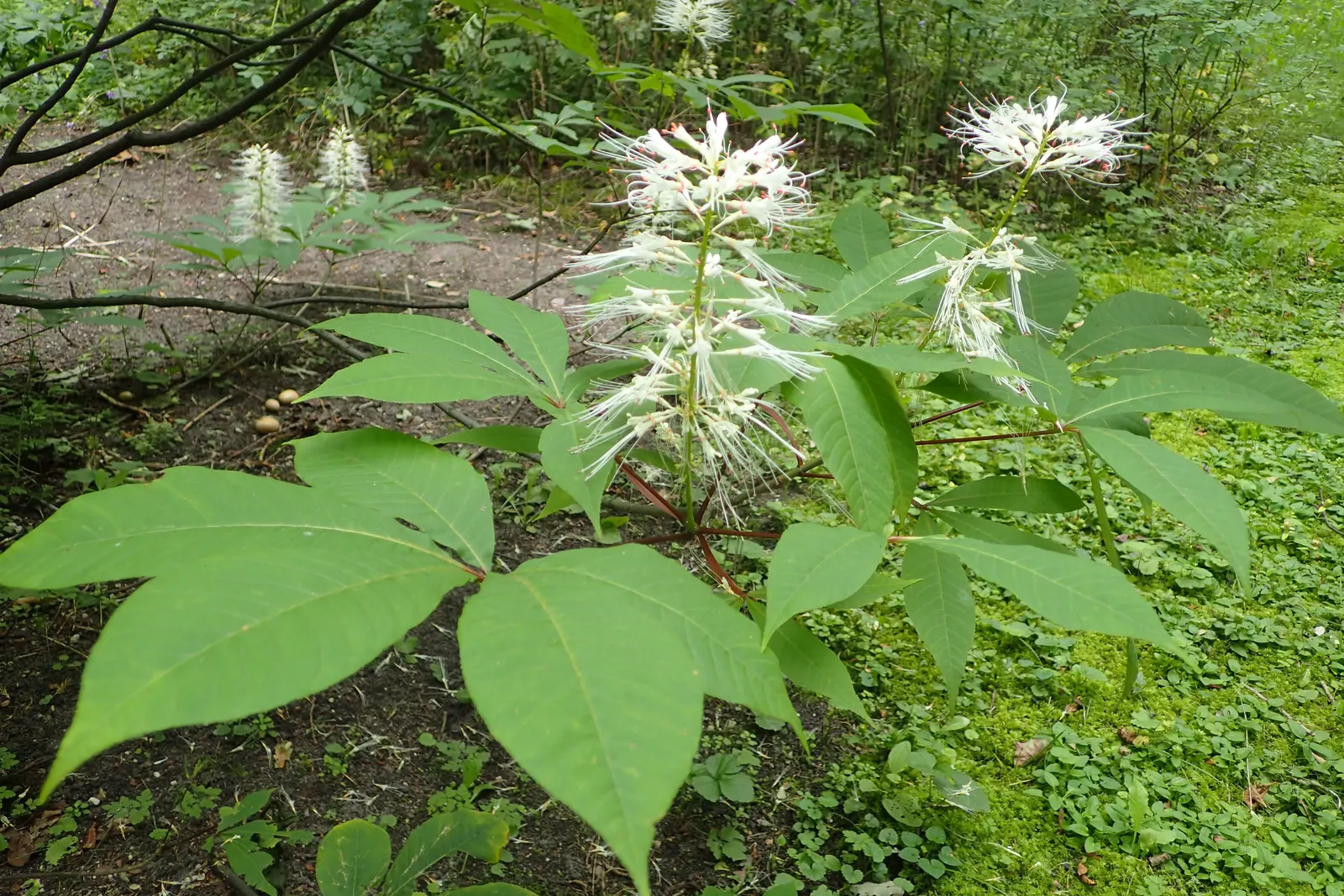 Bottlebrush Buckeye (Aesculus Parviflora) — the tree produces its namesake fruit: a prickly green capsule containing one to two shiny; when, image 84