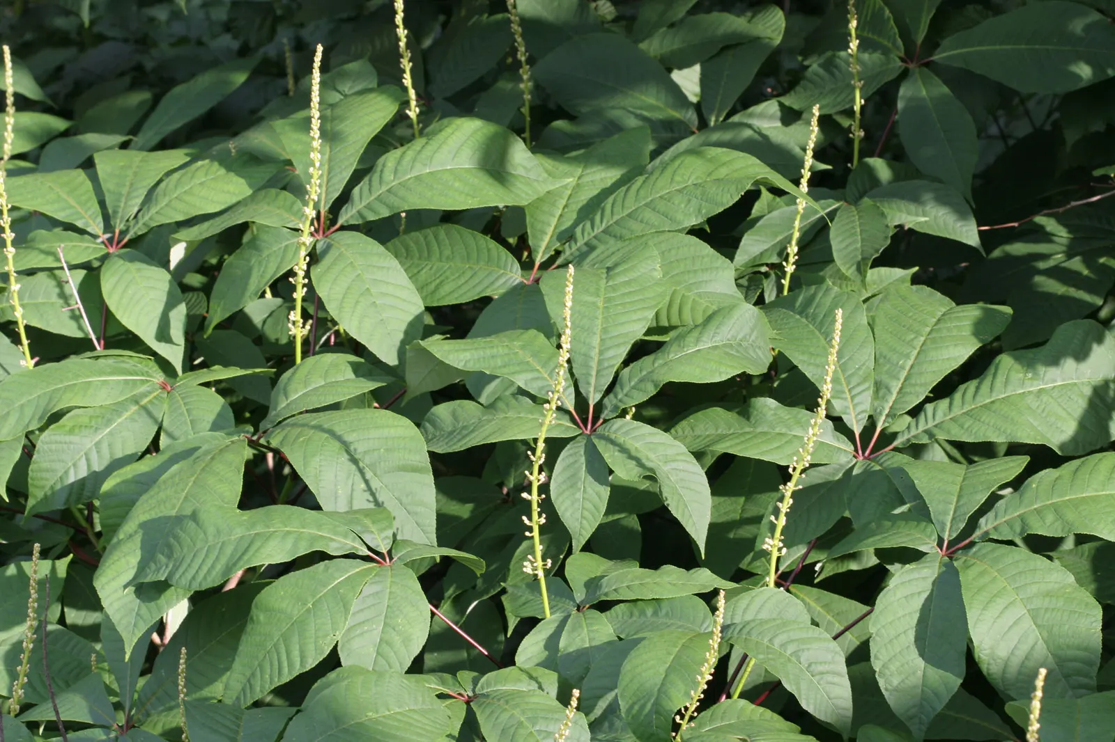 Bottlebrush Buckeye (Aesculus Parviflora) — broad and rounded crown.<br><br>The tree is renowned for its striking foliage; adorned with subtle splashes of red