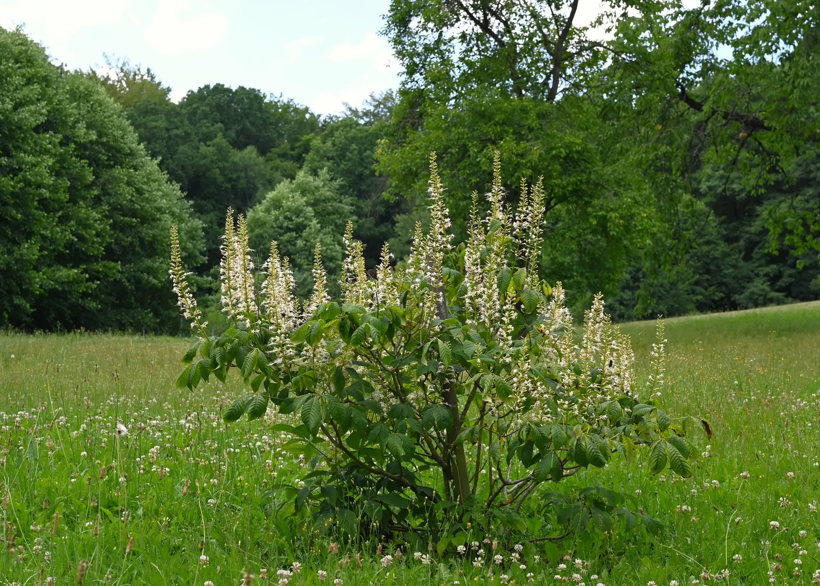 Bottlebrush Buckeye (Aesculus Parviflora) — the Horsechestnut prefers well-drained loams and full sun to partial shade exposure