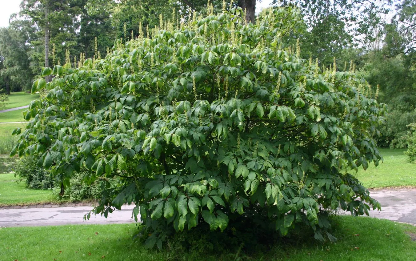 Bottlebrush Buckeye (Aesculus Parviflora) — Zones 3-8, with moderate growth rate; the tree produces its namesake fruit: a prickly green capsule, image 70