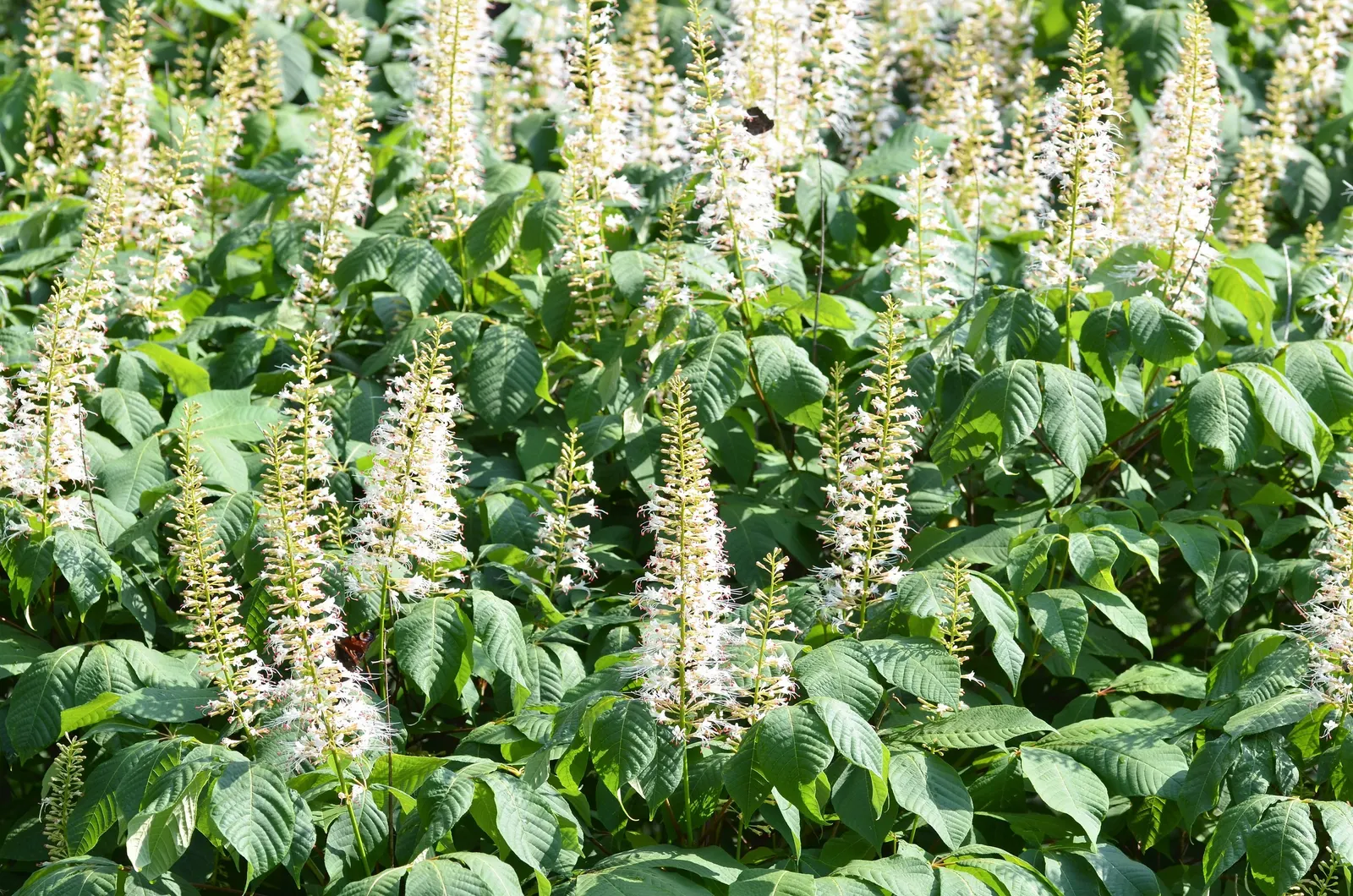 Bottlebrush Buckeye (Aesculus Parviflora) — Large, palmate leaves turn yellow-brown in fall; the Horsechestnut prefers well-drained loams and full, image 97