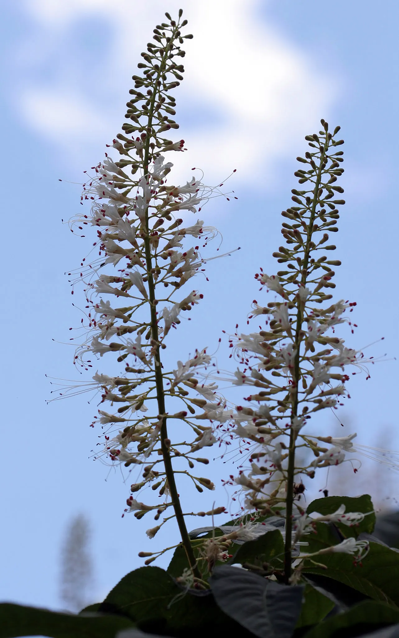Bottlebrush Buckeye (Aesculus Parviflora) — they add to the tree\'s interest in the landscape.<br><br>Adaptable to a wide range of soil conditions; it