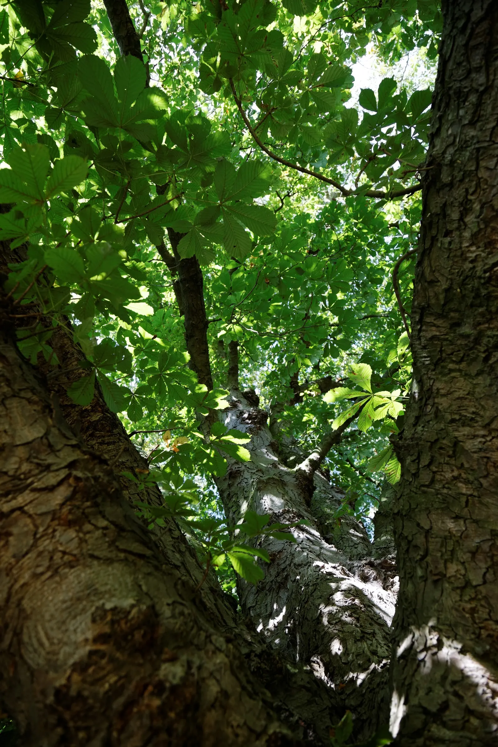 Bottlebrush Buckeye (Aesculus Parviflora) — making it an excellent choice for accentuating the design of expansive gardens and parks; white flowers, image 71