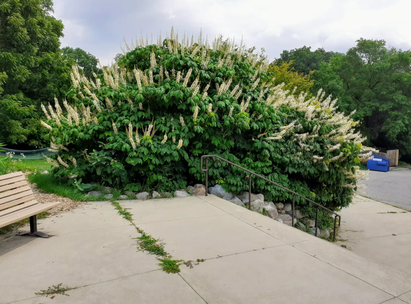 Bottlebrush Buckeye (Aesculus Parviflora) — Recognized for its showy, pyramid-shaped clusters of white flowers with red spots, it blooms in late, image 96