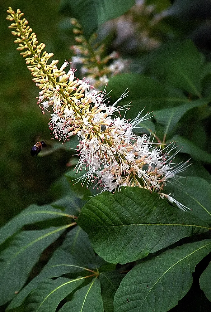 Bottlebrush Buckeye (Aesculus Parviflora) — shrub for full; consider its mature size and make allowances for adequate space to accommodate its impressive growth