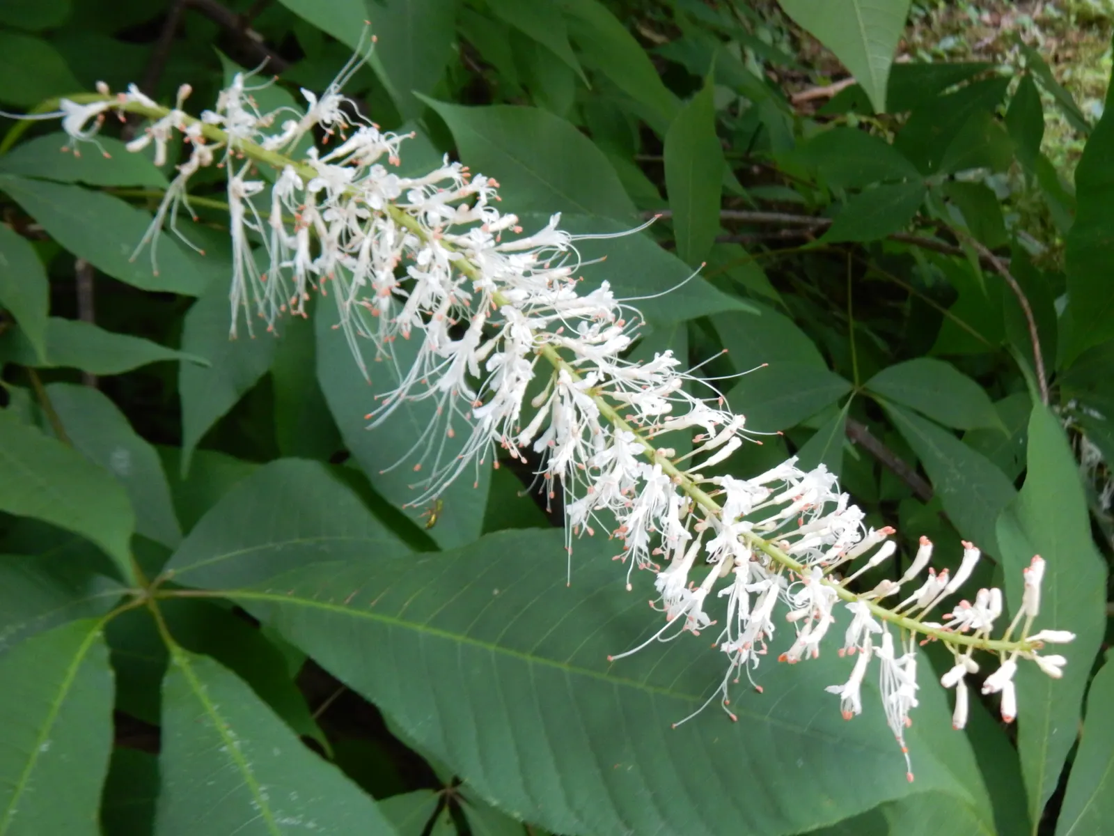 Bottlebrush Buckeye (Aesculus Parviflora) — broad and rounded crown.<br><br>The tree is renowned for its striking foliage