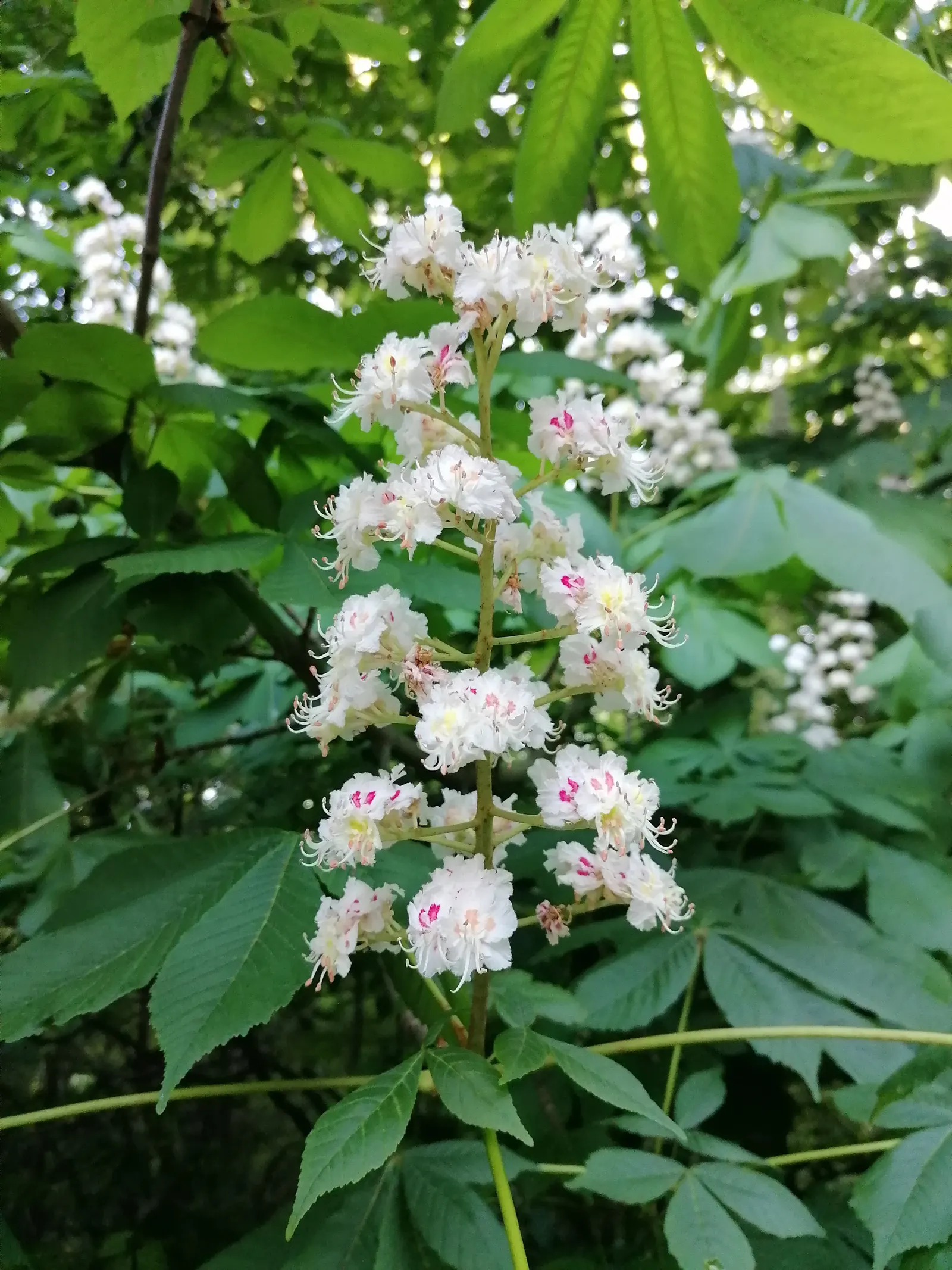 Bottlebrush Buckeye (Aesculus Parviflora) — brown seeds commonly termed "conkers." While these nuts are toxic if ingested
