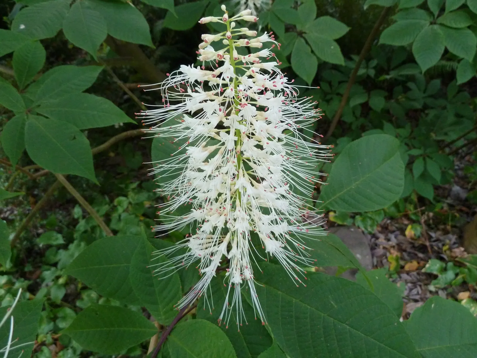 Bottlebrush Buckeye (Aesculus Parviflora) — the tree produces its namesake fruit: a prickly green capsule containing one to two shiny