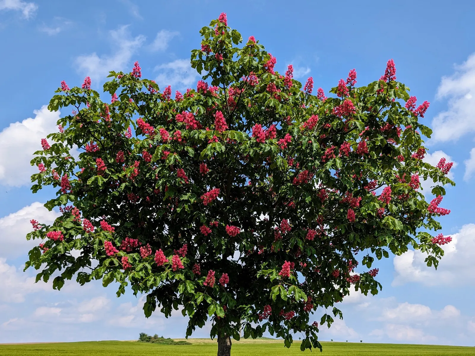 Bottlebrush Buckeye (Aesculus Parviflora) — Prefers deep, fertile soil; the Common Horsechestnut (Aesculus hippocastanum) is a stately deciduous, image 67